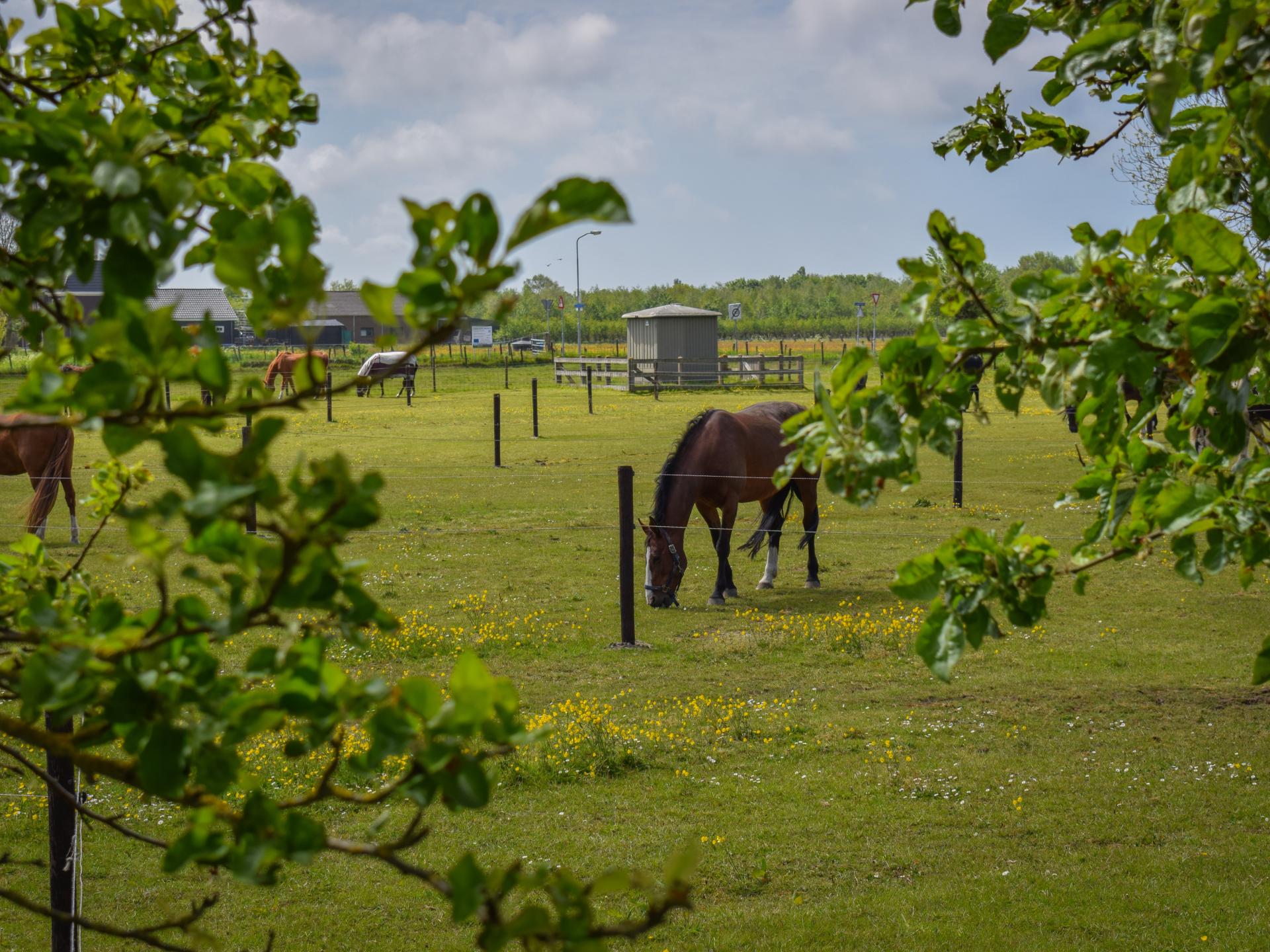 Vrijstaand vakantiehuis op boerderij, 7 km van strand Egmond - foto 29