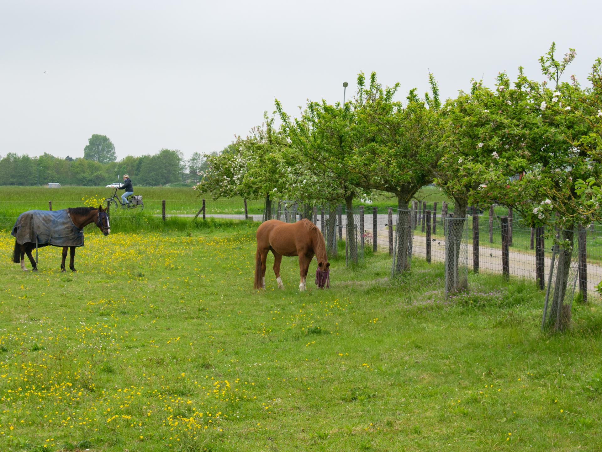 Licht chalet op boerderij met weids uitzicht, 7 km van zee - foto 24