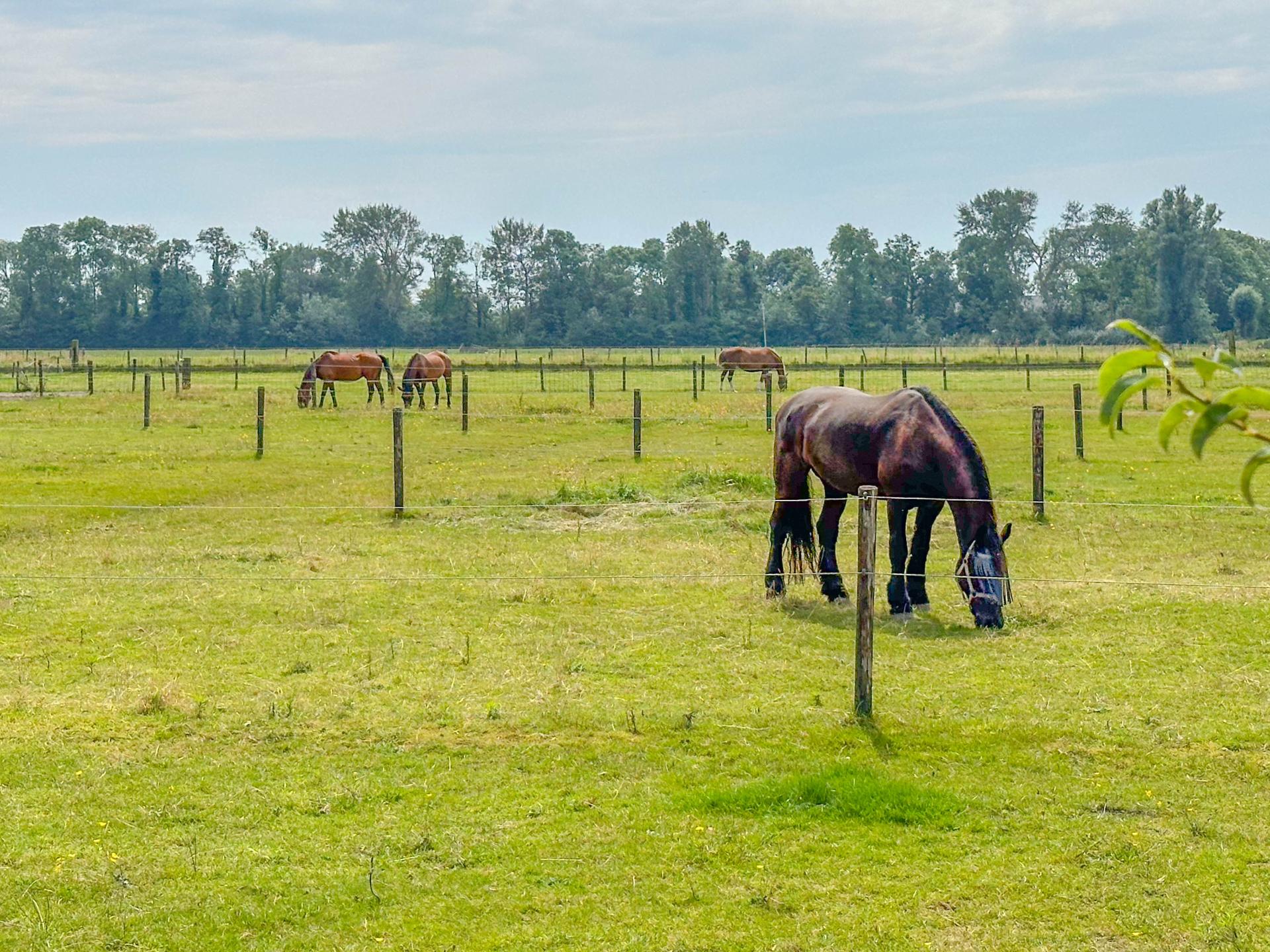 Licht chalet op boerderij met weids uitzicht, 7 km van zee - foto 23