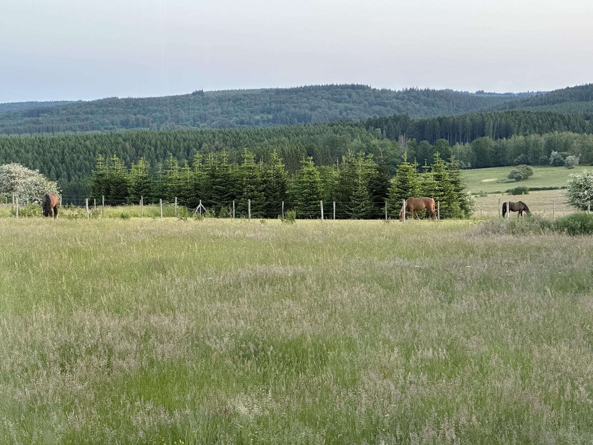 Vrijstaand 8-persoons vakantiehuis met tuin in Houffalize - foto 43