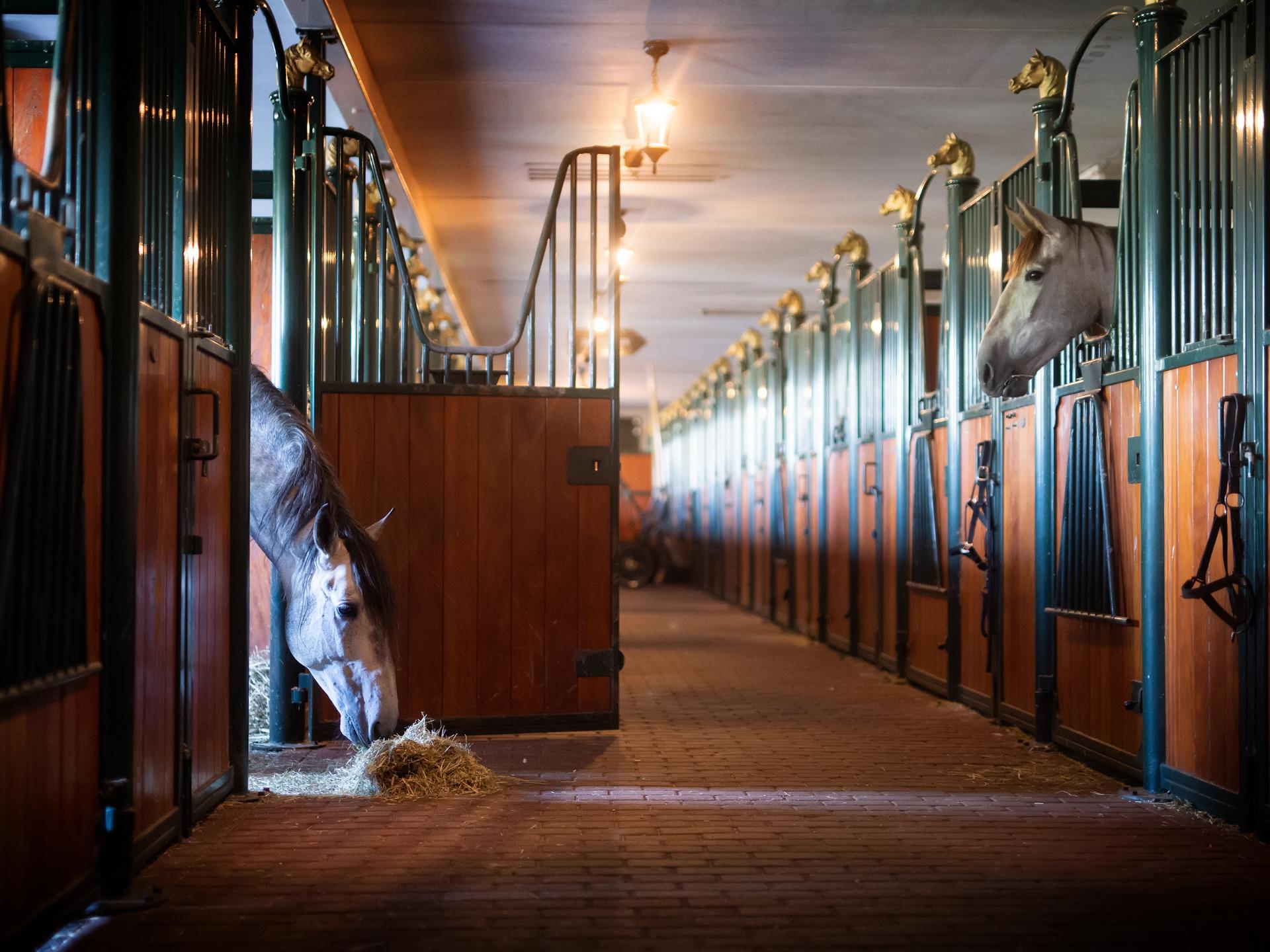 Vrijstaand chalet in het centrum van Zorgvlied - foto 45