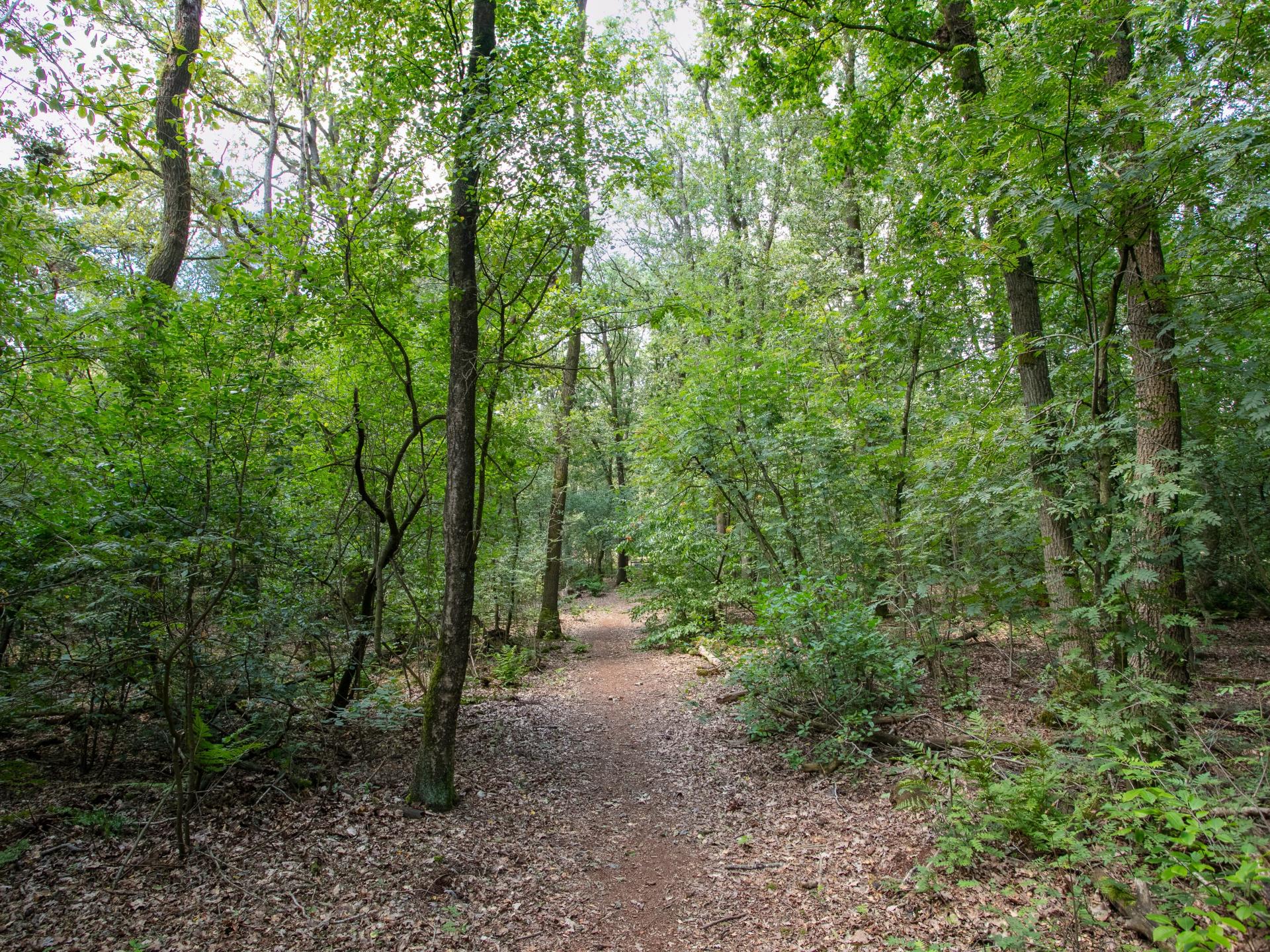 2-persoons vrijstaand vakantiehuis in Uden midden in het bos - foto 44