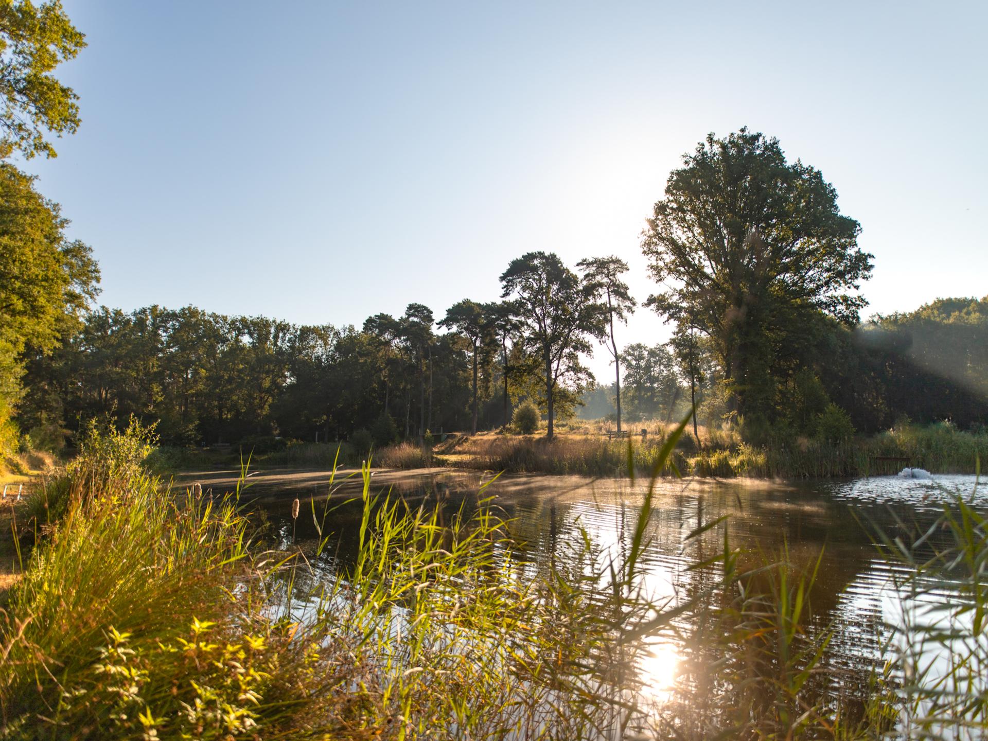 Luxe glamping-tent met privé-sanitair op bosrijke familiecamping in Vessem - foto 26