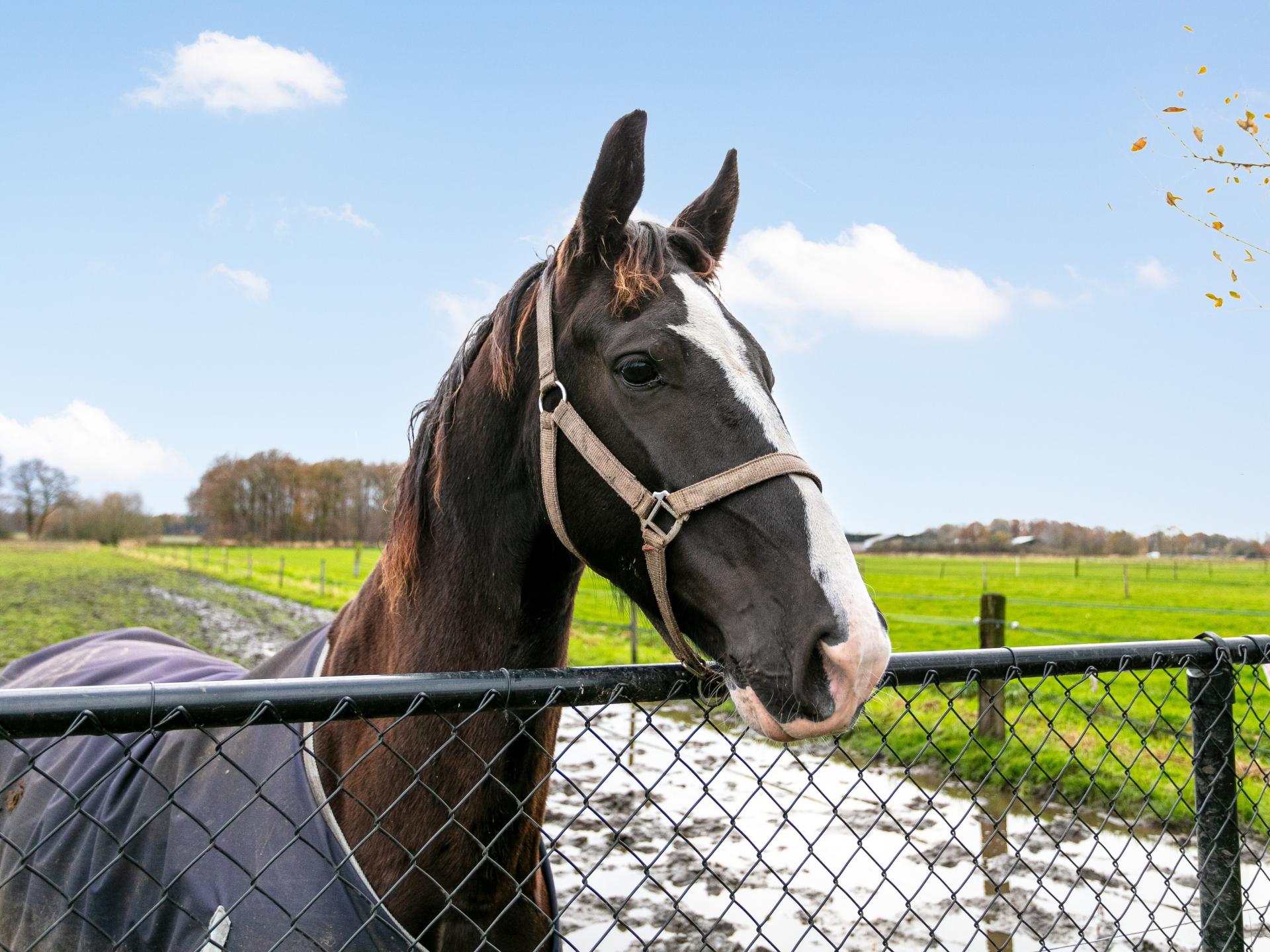 Luxe familiehoeve met paardenstal in Brabants landschap, 12 pers - foto 25