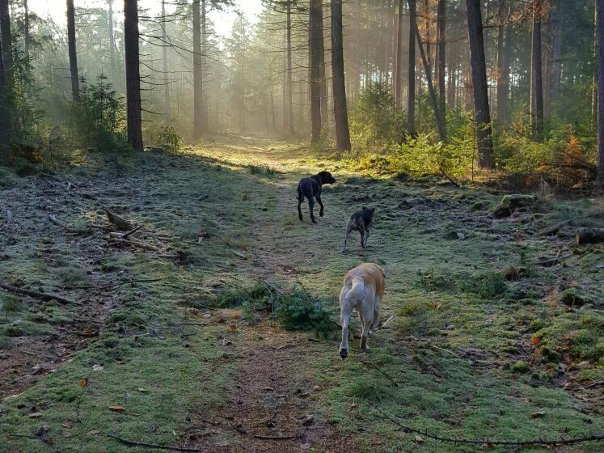 Vrijstaand vakantiehuis op de Veluwe met grote privétuin in Putten - foto 30