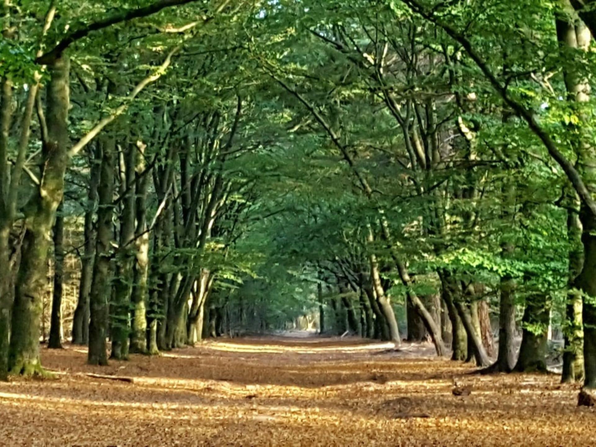 Vrijstaand vakantiehuis op de Veluwe met grote privétuin in Putten - foto 32