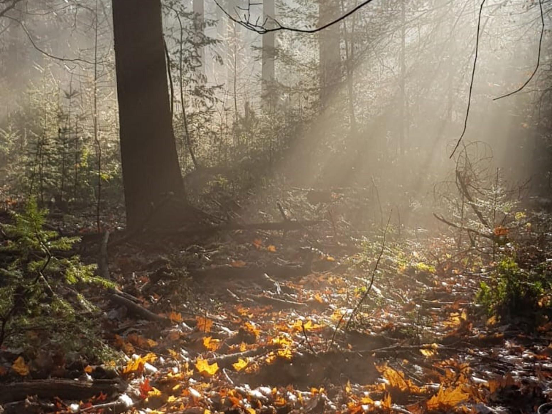 Vrijstaand vakantiehuis op de Veluwe met grote privétuin in Putten - foto 34