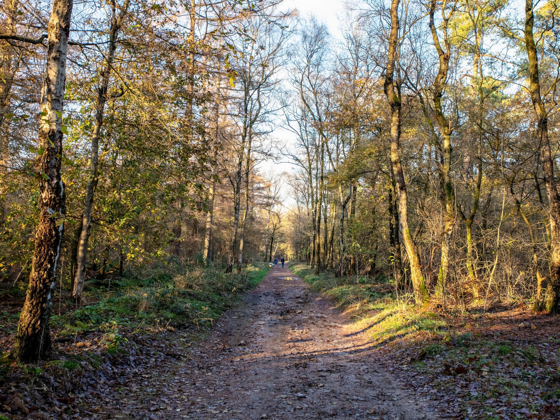 Wellness vakantiehuis met softtub op de Veluwe, honden welkom - foto 32