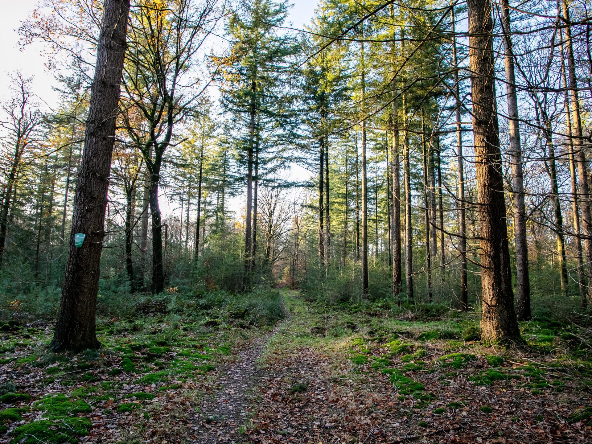 Wellness vakantiehuis met softtub op de Veluwe, honden welkom - foto 31
