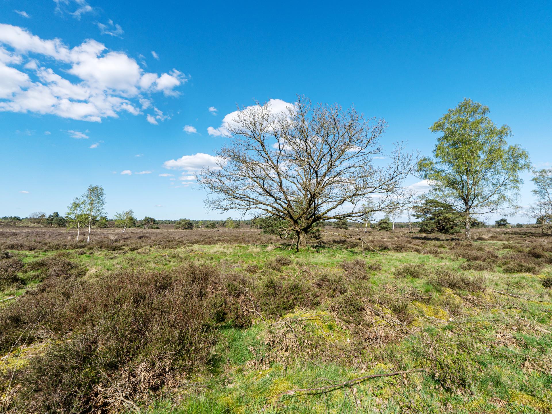 Sfeervol Tiny House midden in het bos op de Veluwe, 50m van centrum Nunspeet - foto 46