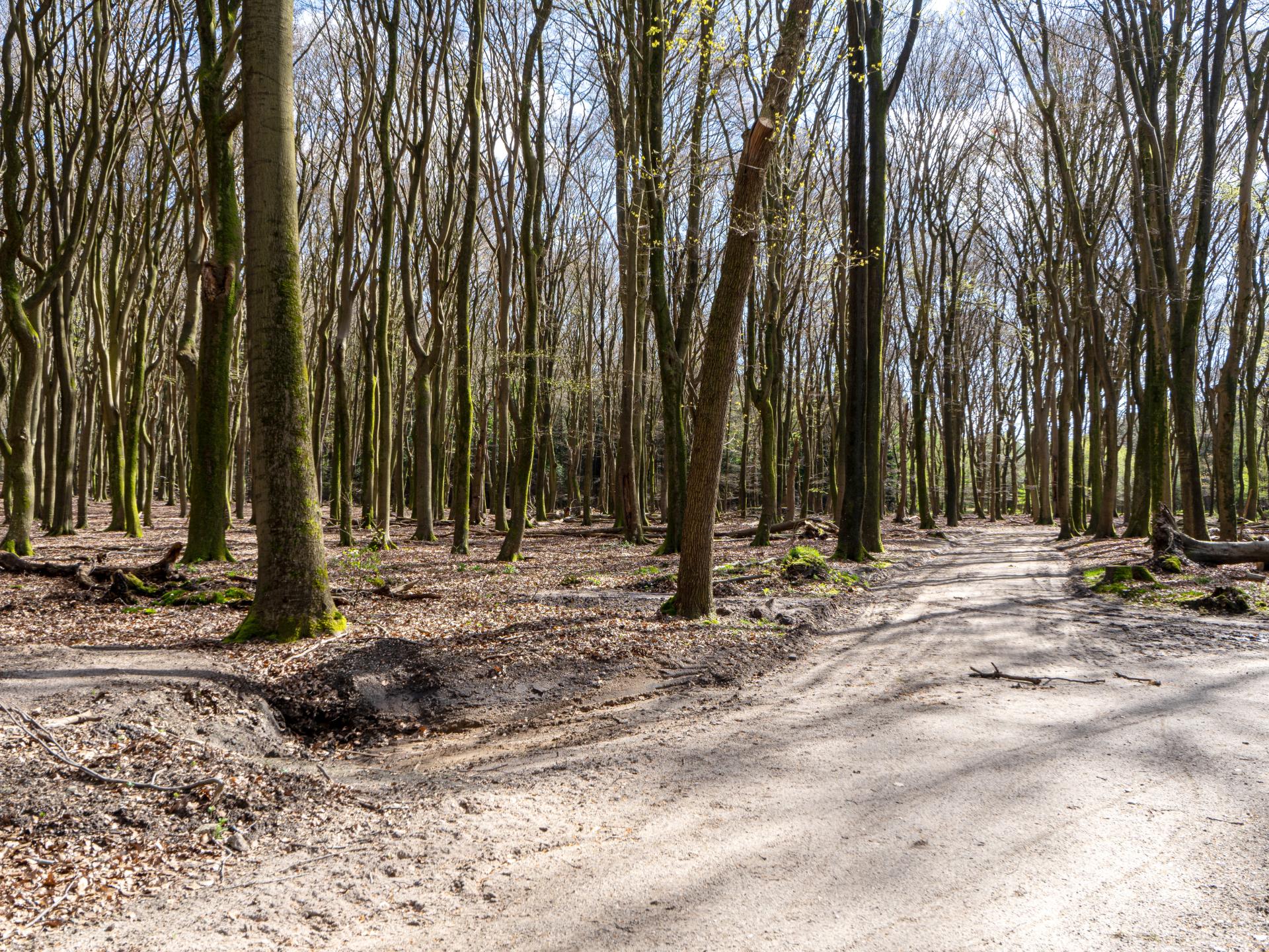 Sfeervol Tiny House midden in het bos op de Veluwe, 50m van centrum Nunspeet - foto 45