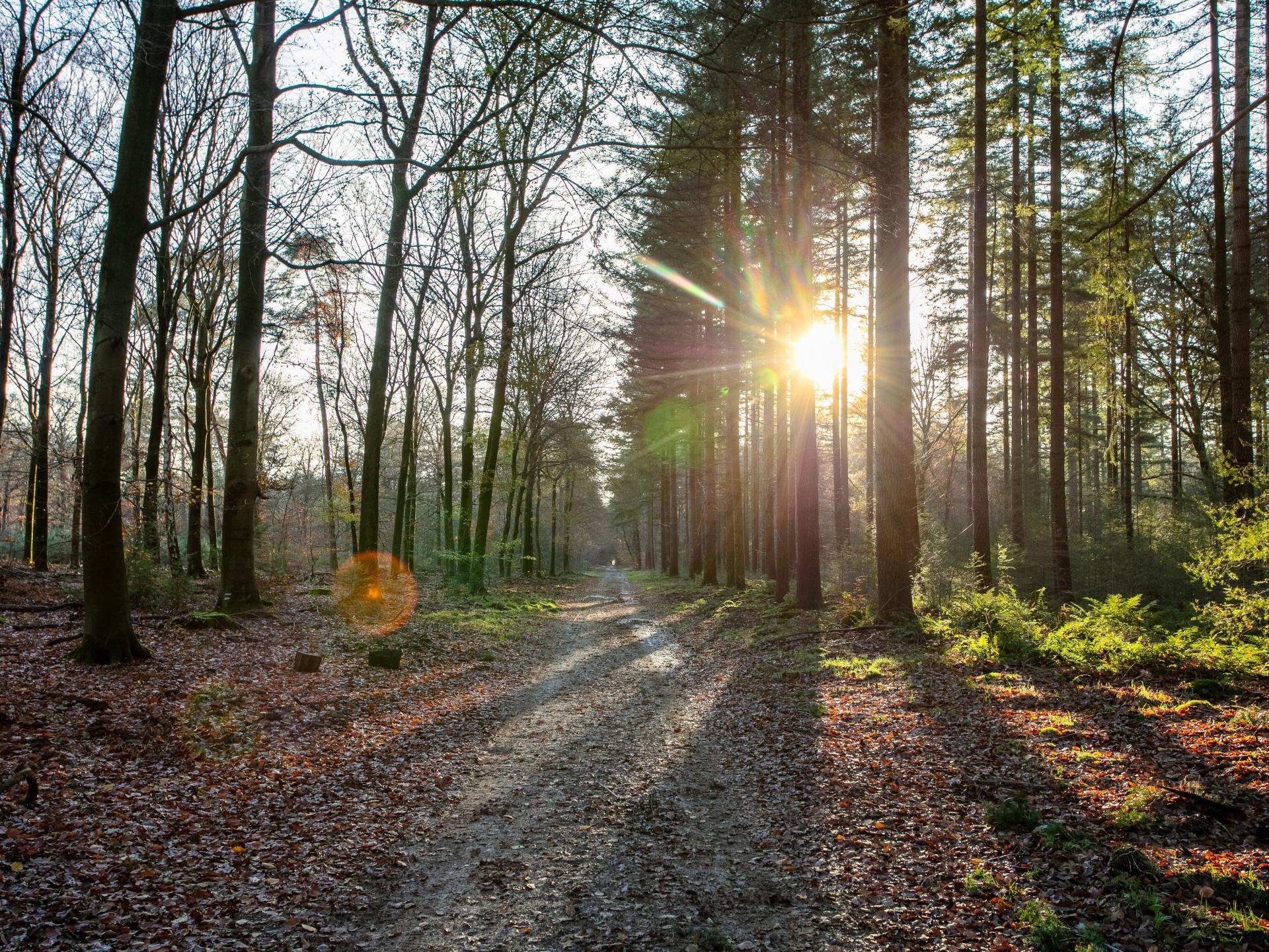 Luxe vakantiehuisje met softtub op de Veluwe, vlakbij bos en centrum Putten - foto 33