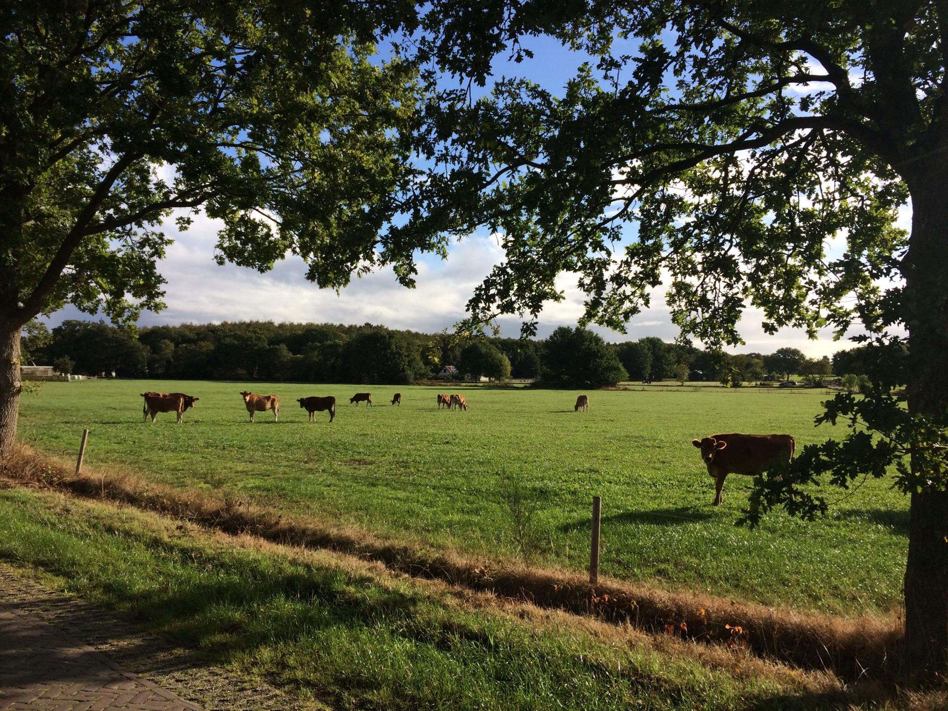 Vrijzicht: knus appartement met tuin op het Drentse platteland - foto 15