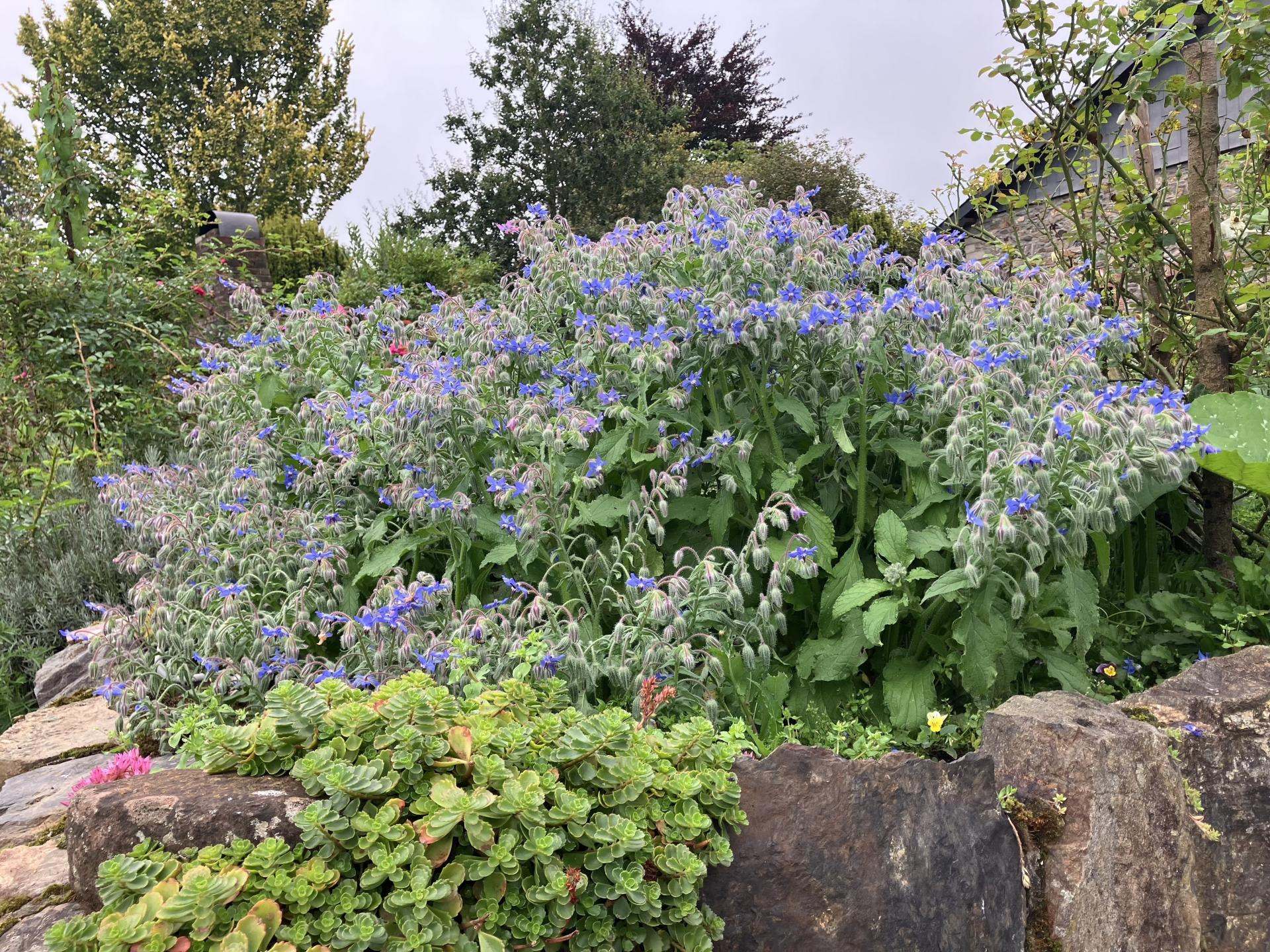 Knus vakantiehuis met houtkachel en grote tuin aan de bosrand bij Trois-Ponts - foto 43