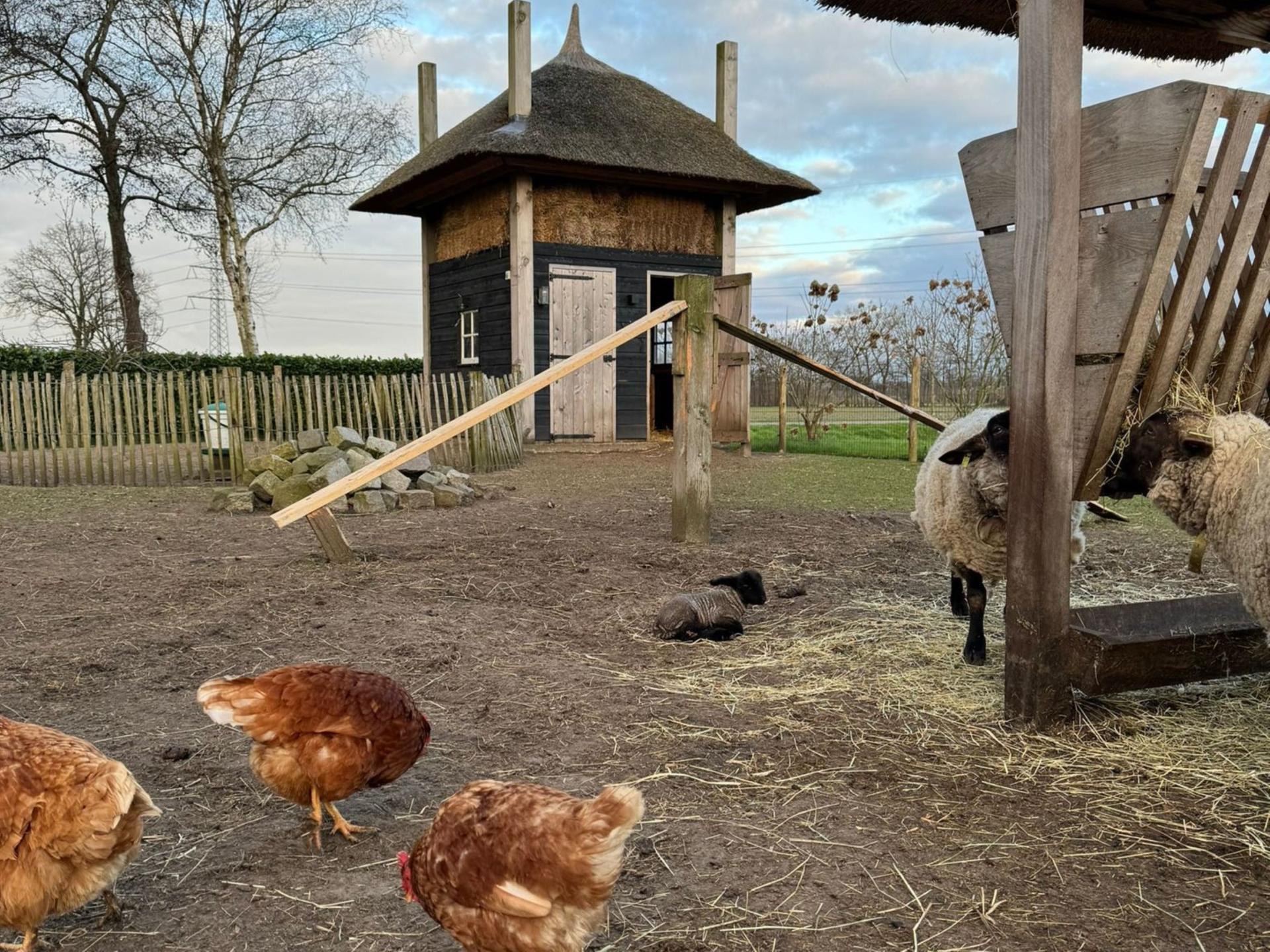 Luxe rietgedekte woning in het Vechtdal met tuin en dierenweide - foto 34