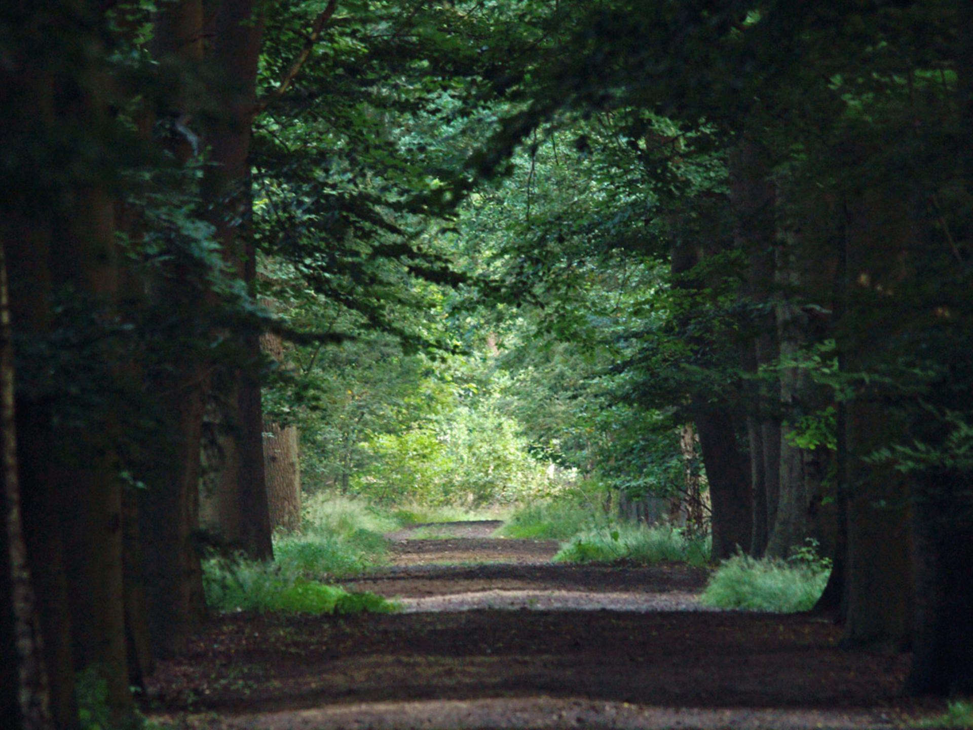 Wellnessbungalow bij de Efteling: ontspan in de Brabantse bossen - foto 34