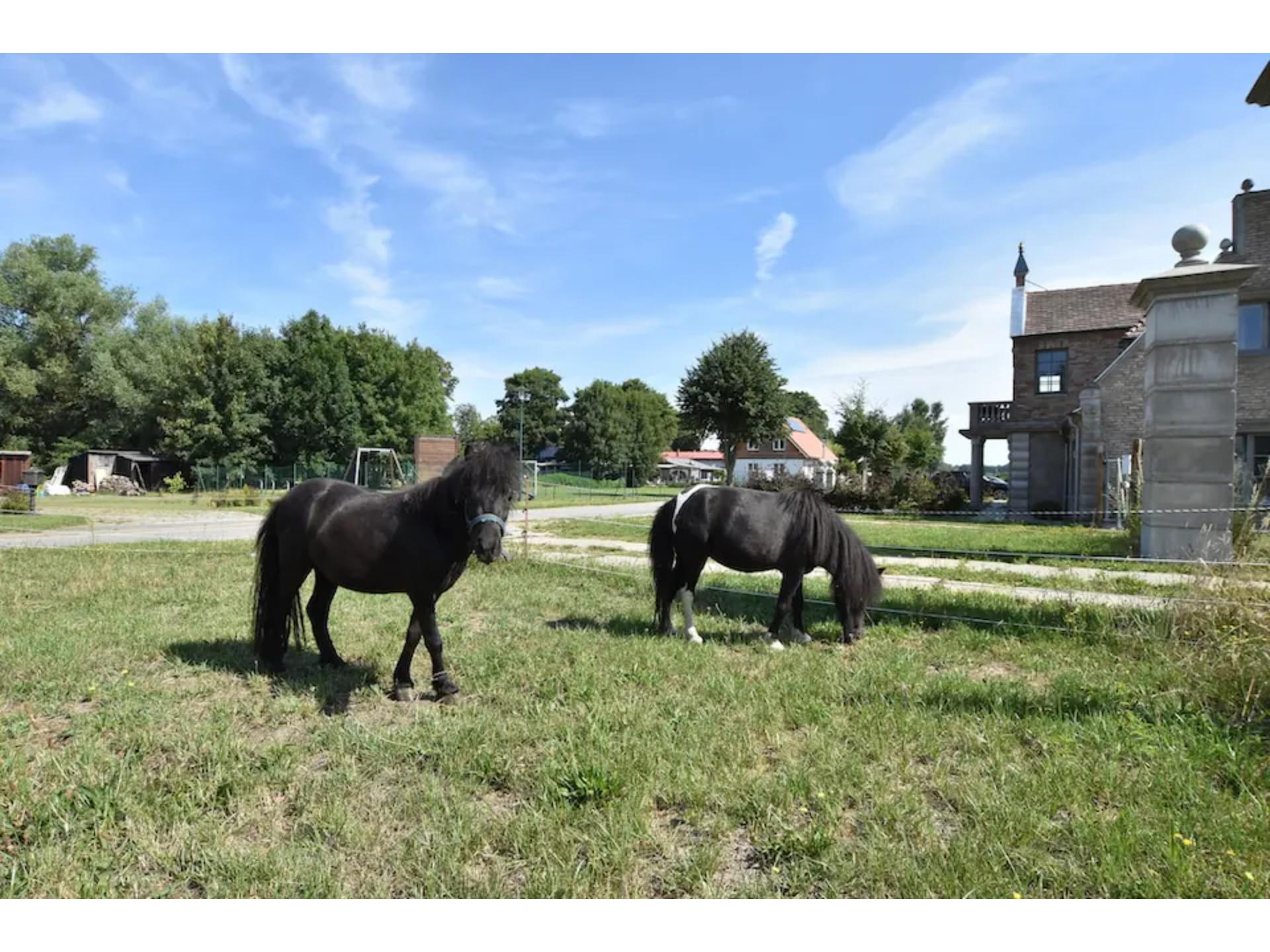 Groepsverblijf voor 18 personen nabij Oostzee met ponyweide en speeltuin - foto 28
