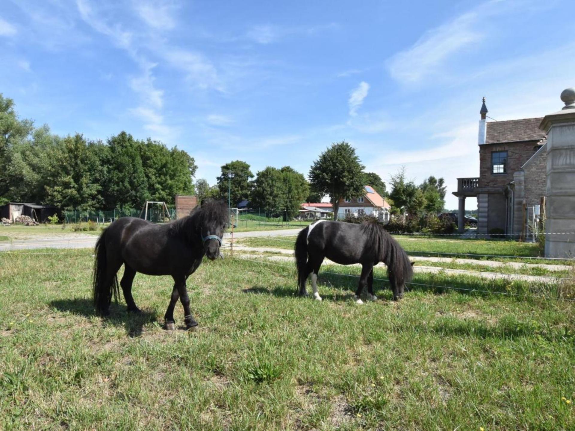 Groepsappartement op landgoed bij de Oostzee met uitzicht op bos en weide - foto 26