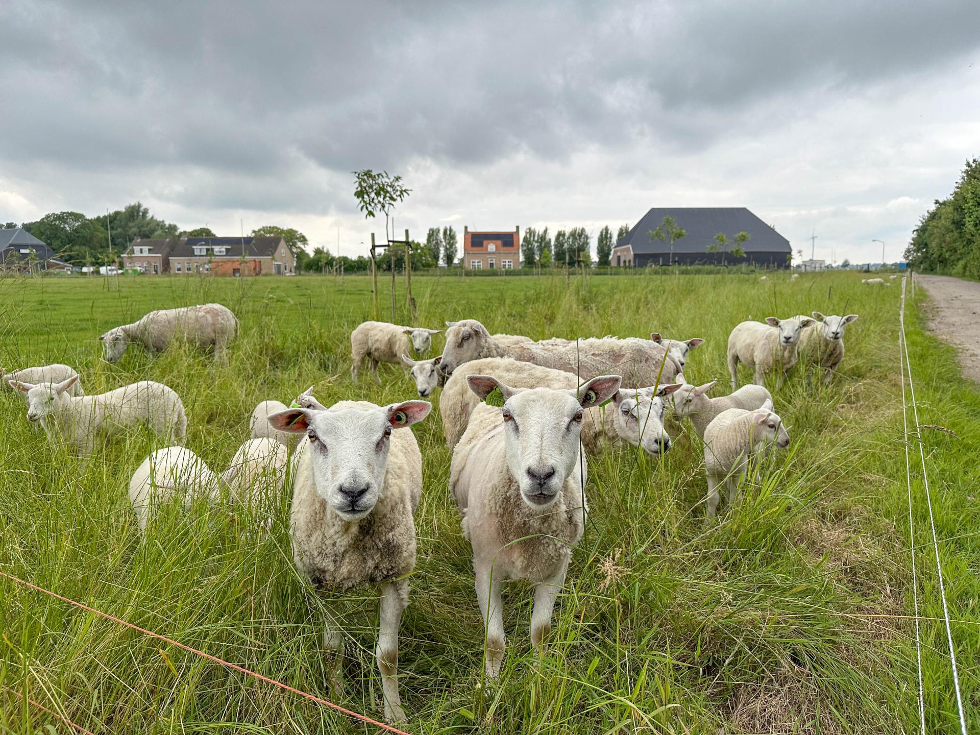 Natuurhuisje met houtkachel op boerderijcamping bij Biesbosch en Breda - foto 24