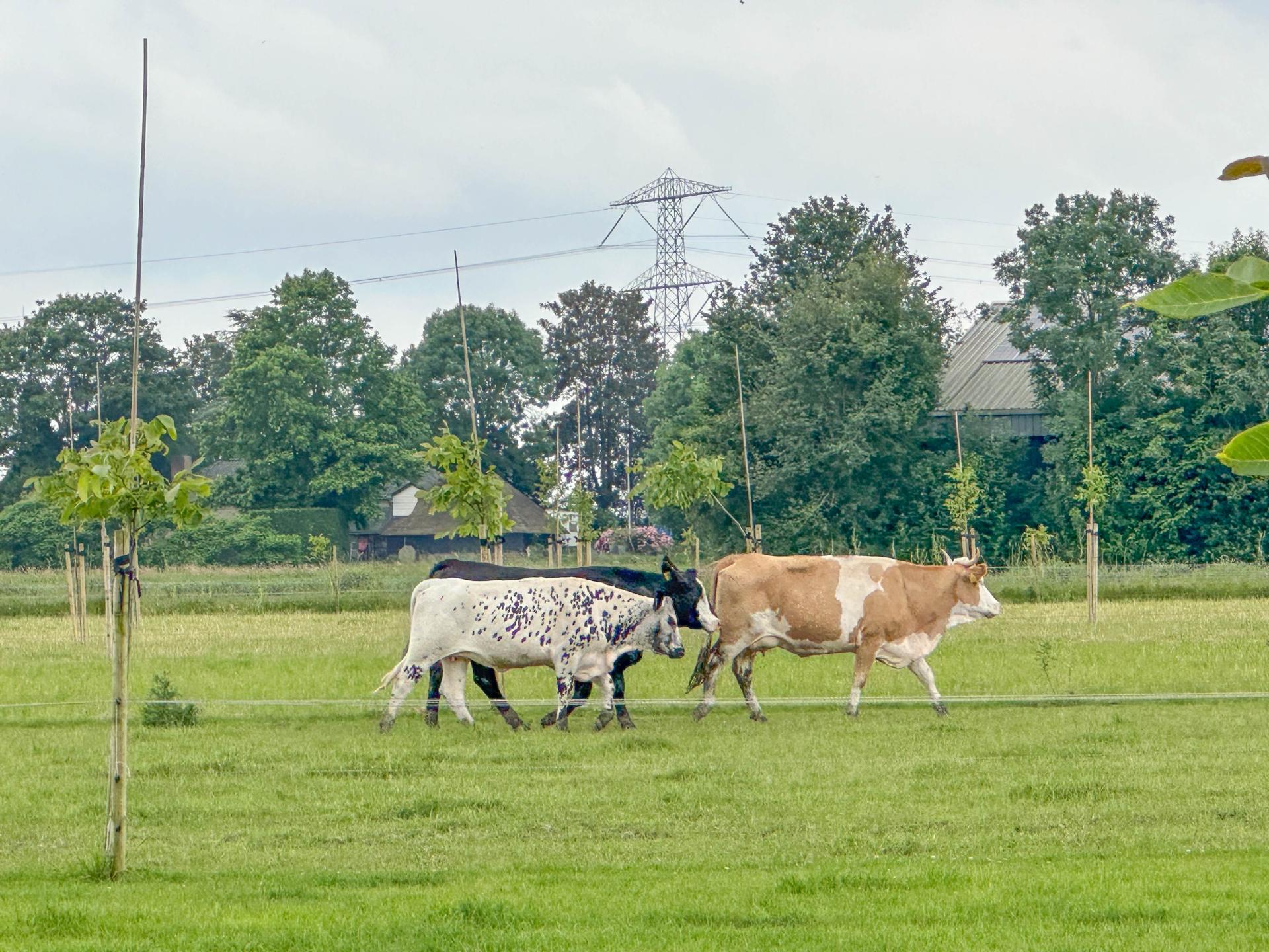 Natuurhuisje met houtkachel op boerderijcamping bij Biesbosch en Breda - foto 21