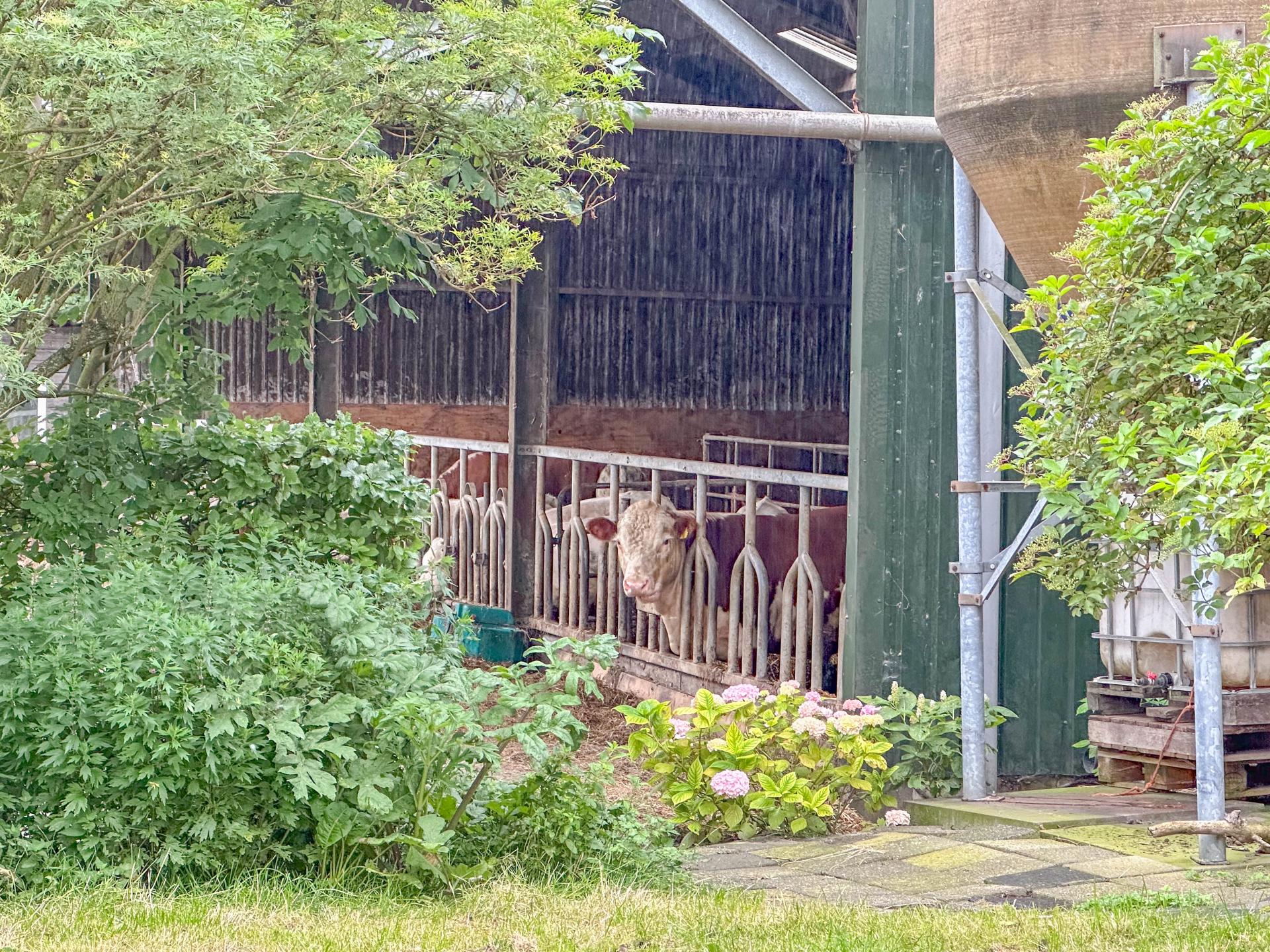 Natuurhuisje met houtkachel op boerderijcamping bij Biesbosch en Breda - foto 22