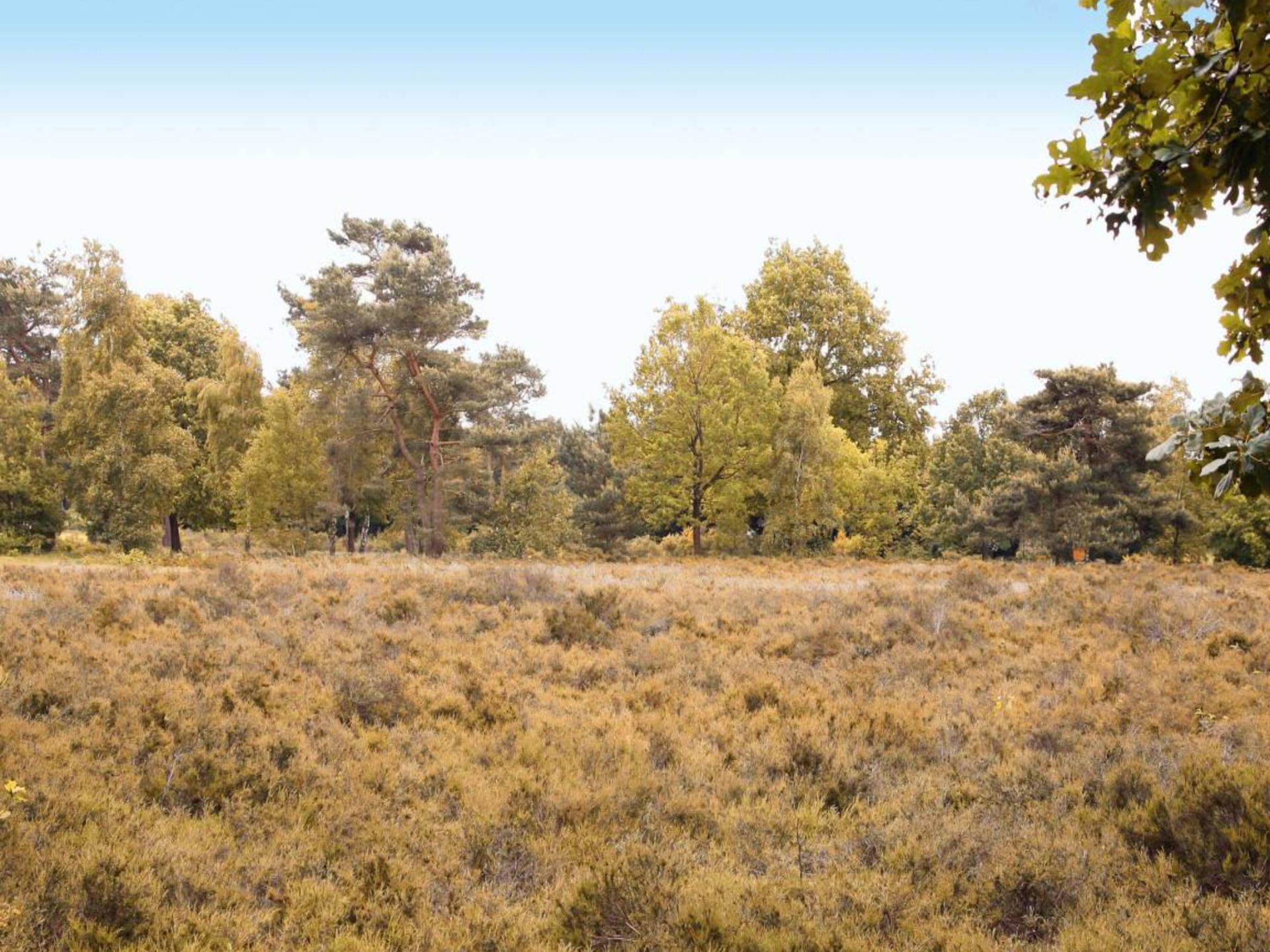 Vrijstaande villa aan bosrand op Veluws vakantiepark voor 8 personen - foto 45