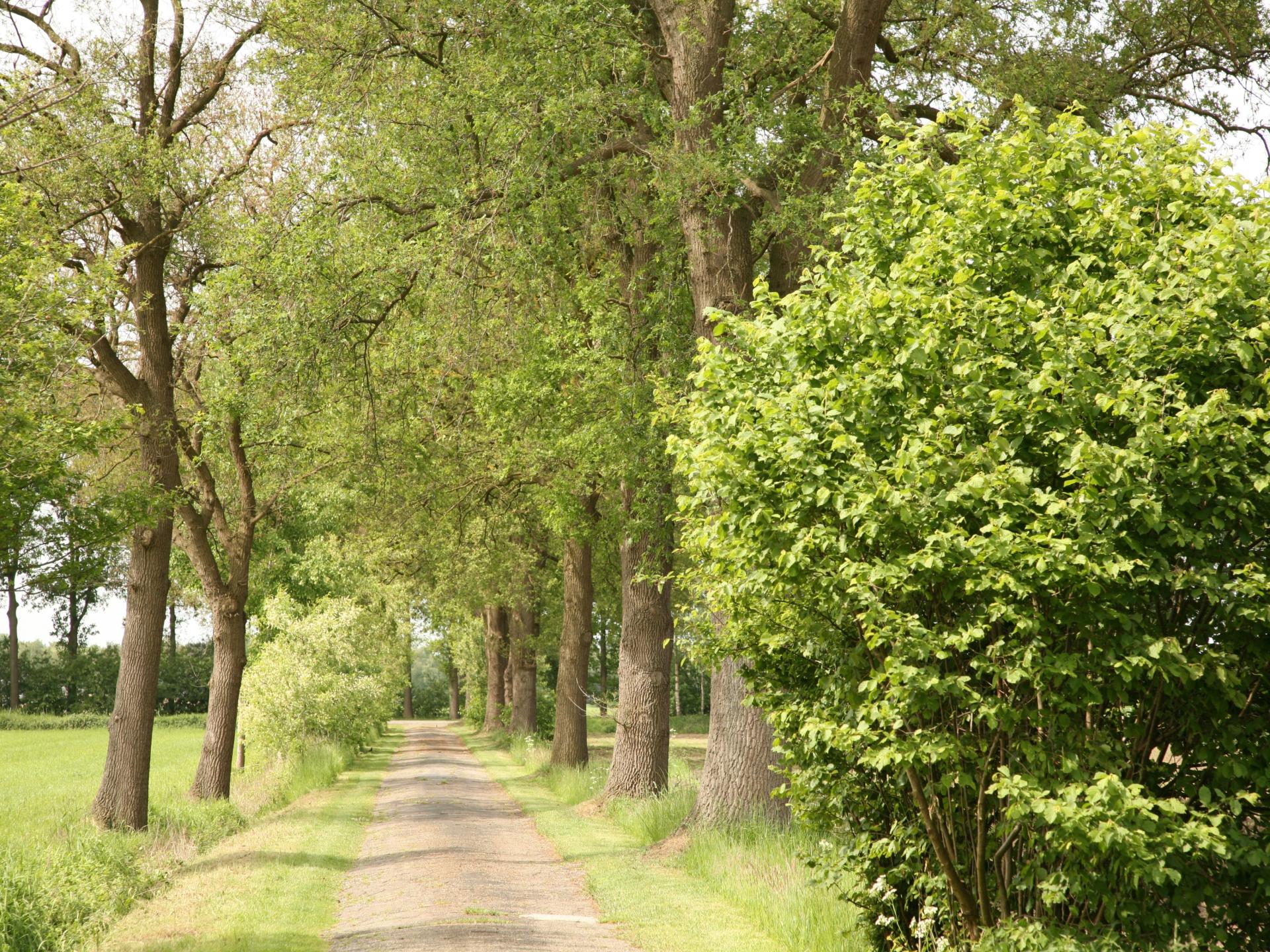 Authentieke woonboerderij met speelzolder en grote tuin in de Achterhoek - foto 61