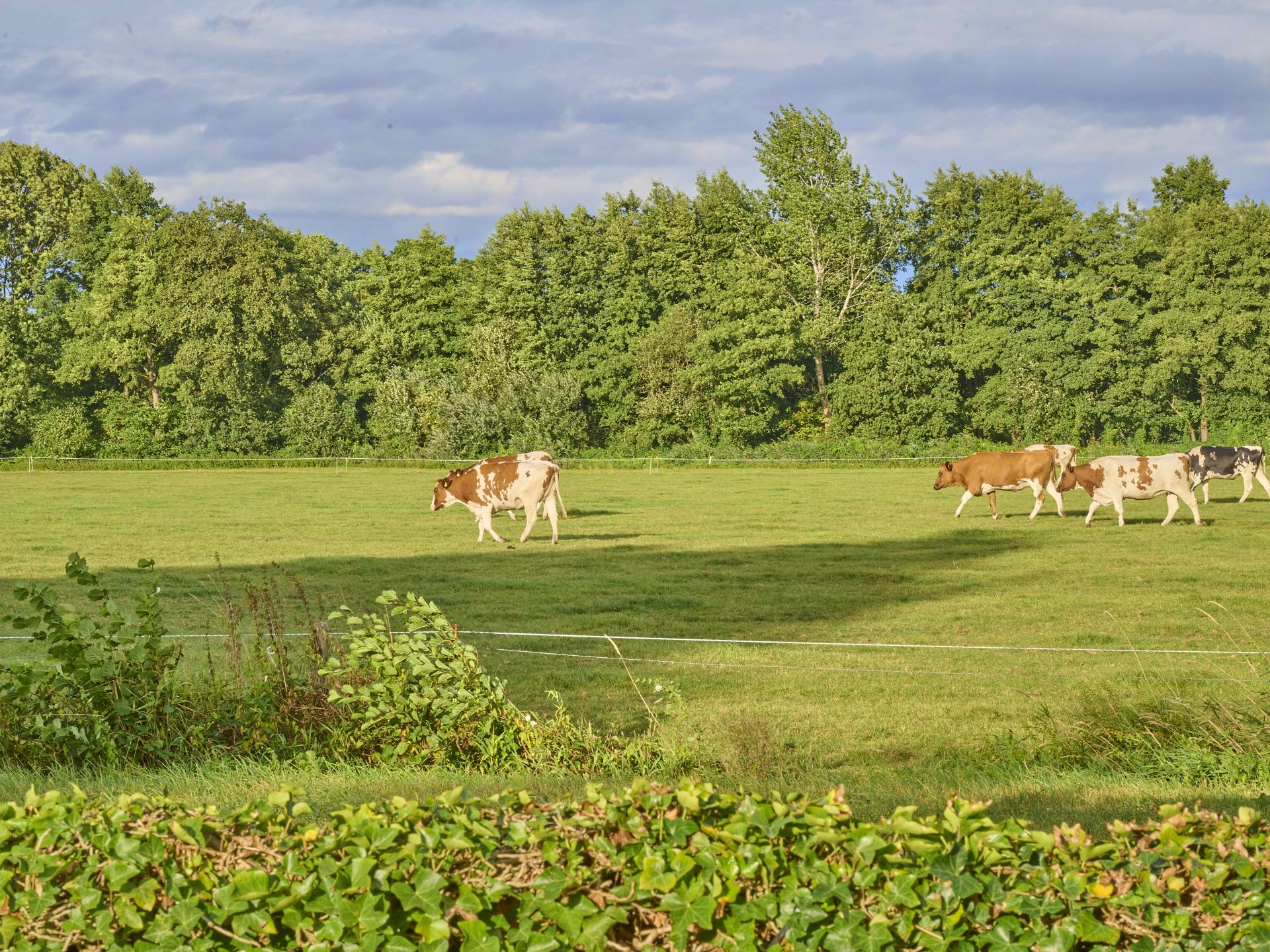 Ruime woonboerderij in Achterhoek met speelzolder en volleybalveld - foto 48