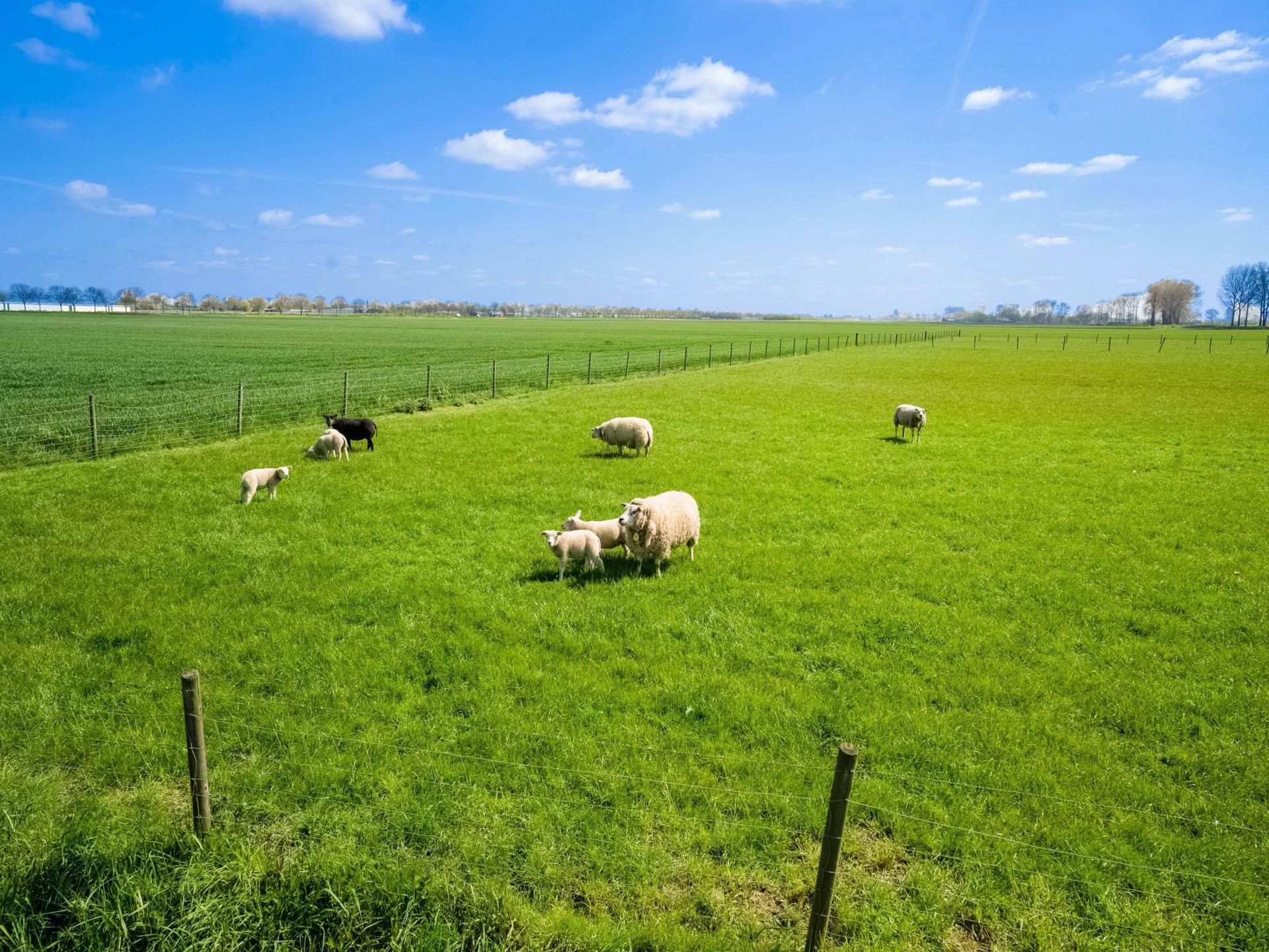 Sfeervol boerderijhuis op werkende kaasboerderij in Land van Heusden en Altena - foto 45