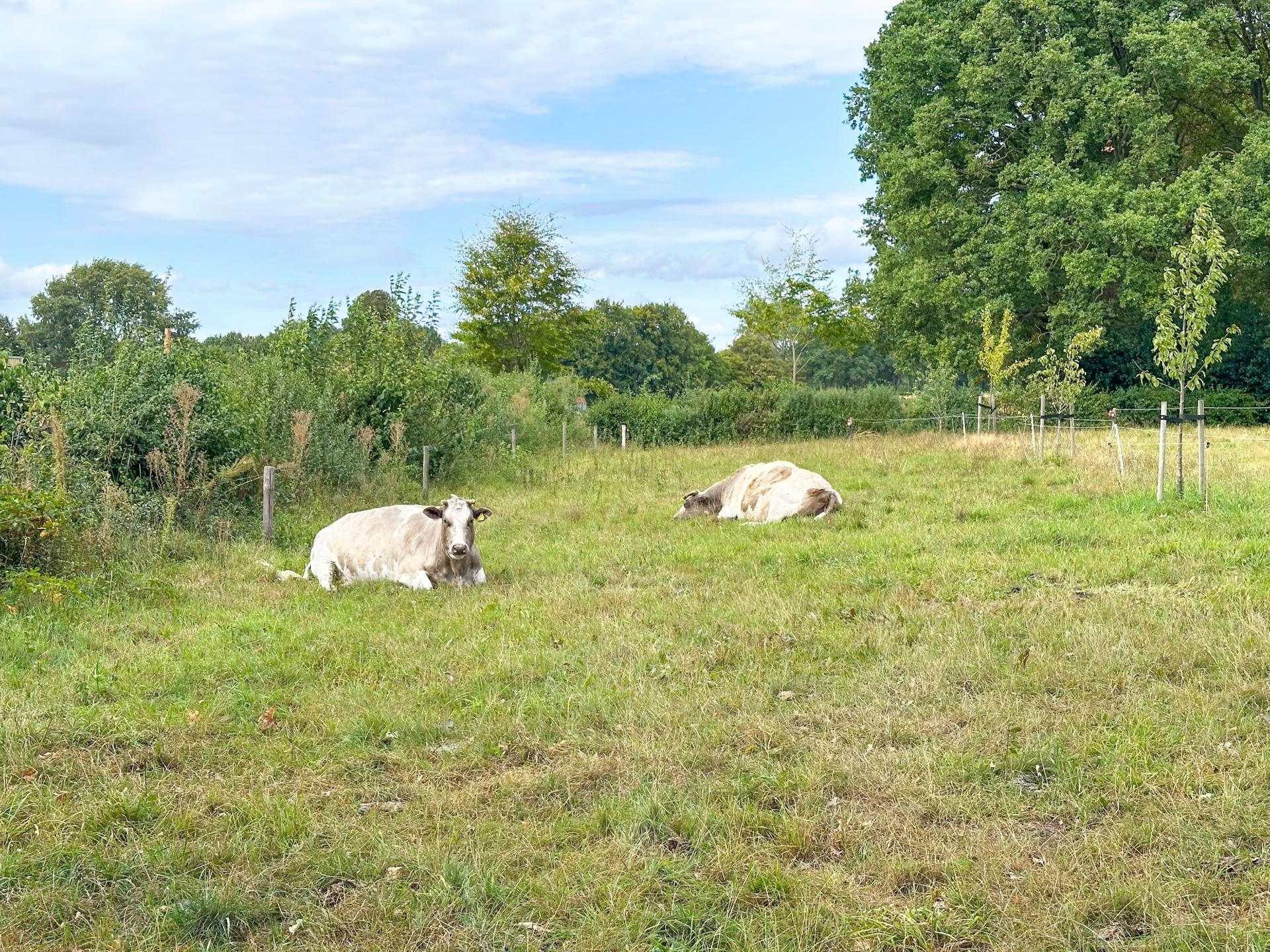 Vrijstaand huisje met omheinde tuin in landelijke omgeving bij Schijf - foto 20