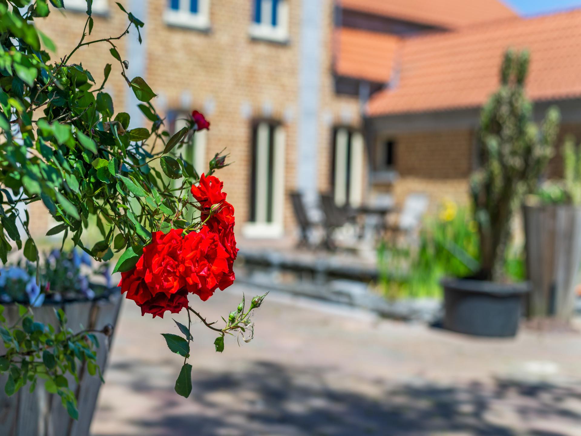 Twee verbonden vakantiewoningen voor 8 personen met terras in Geetbets - foto 51