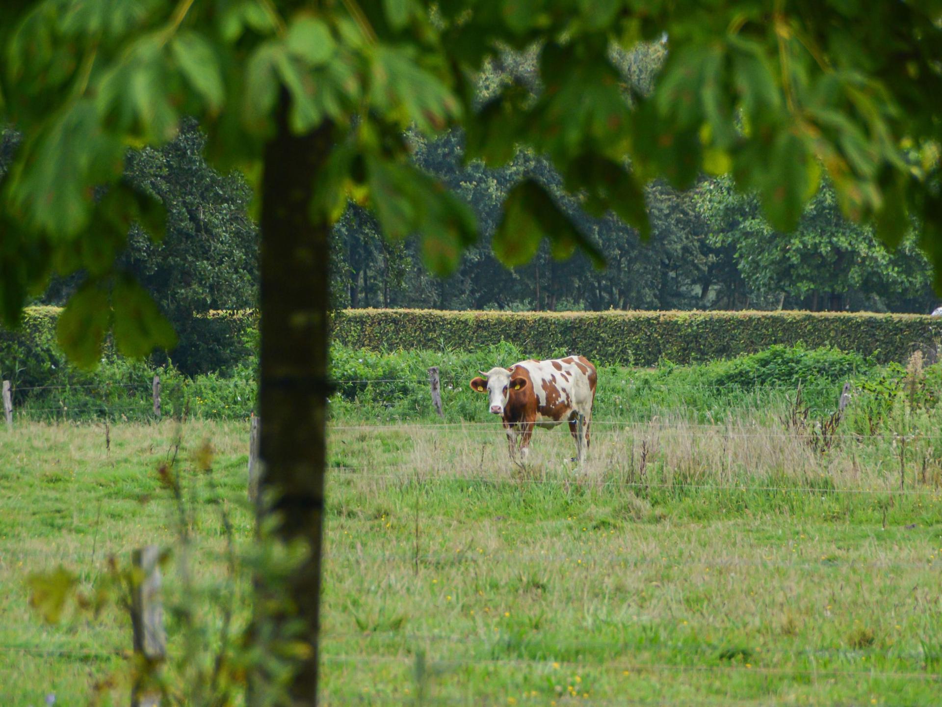 Knus natuurhuisje met terras en weids uitzicht op de Veluwe - foto 24