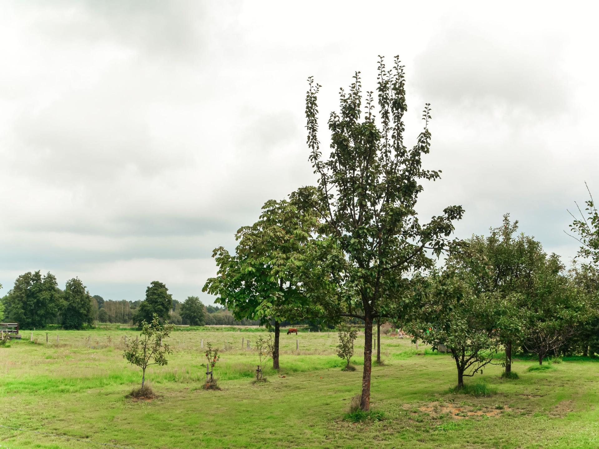 Knus natuurhuisje met terras en weids uitzicht op de Veluwe - foto 25