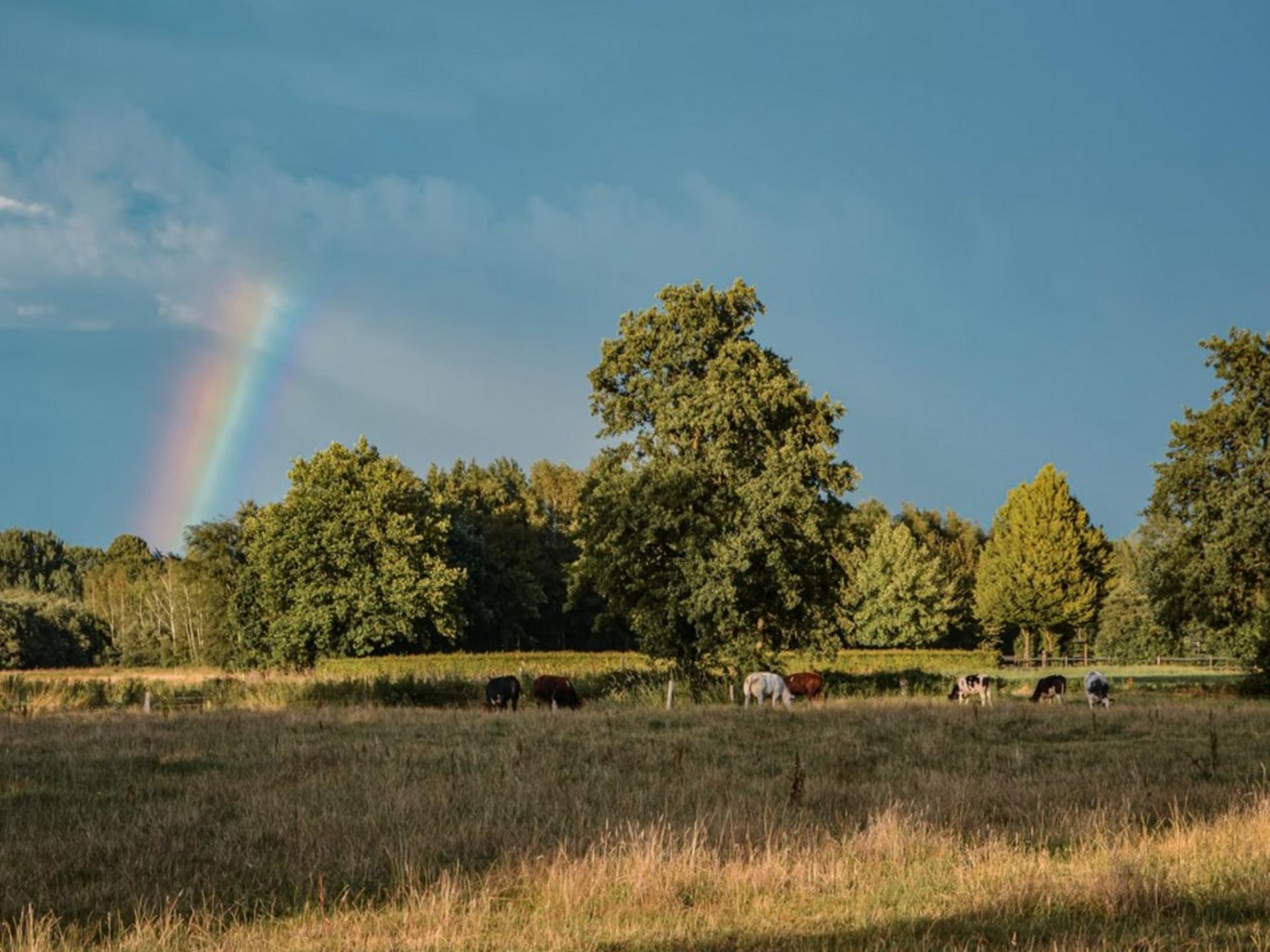 Knus natuurhuisje met terras en weids uitzicht op de Veluwe - foto 27