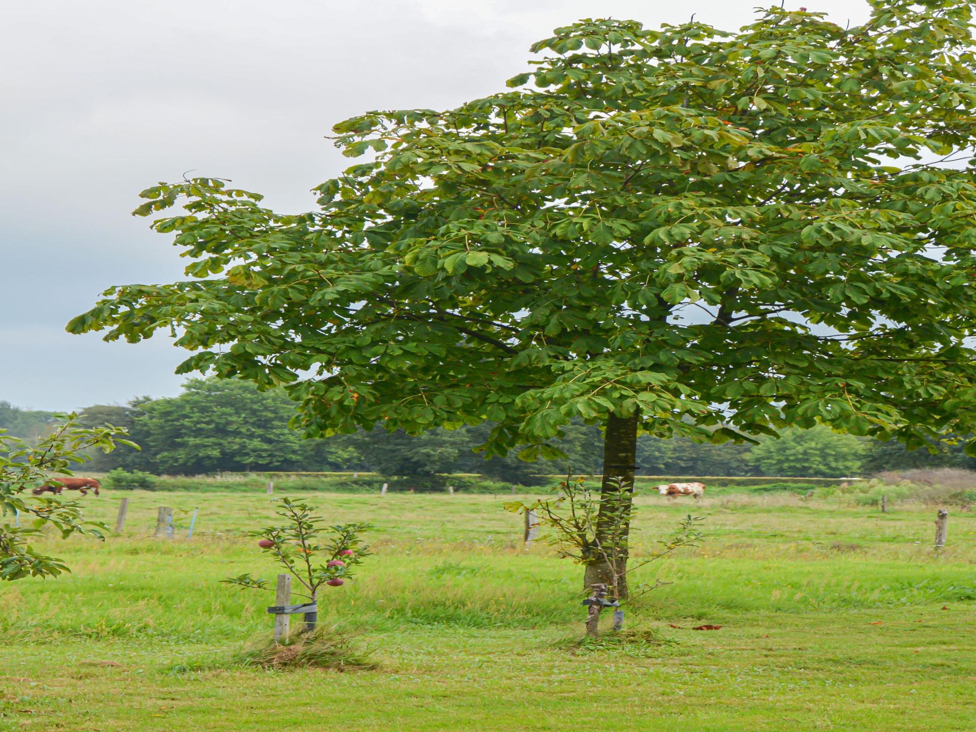 Knus natuurhuisje met terras en weids uitzicht op de Veluwe - foto 26
