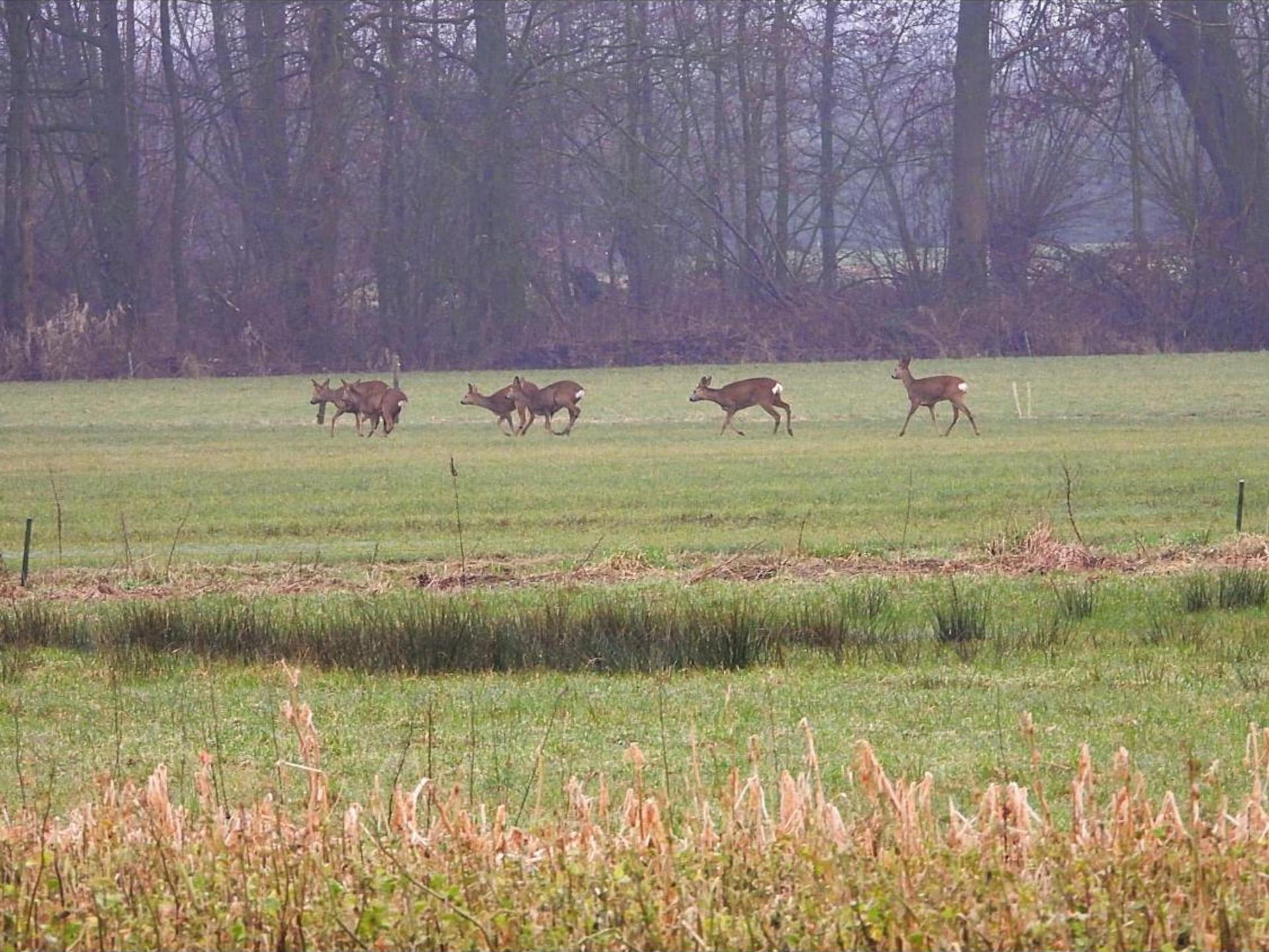 Sfeervol vakantiehuis in gerenoveerde stal met uitzicht op reeën in Reusel, Brabant - foto 10
