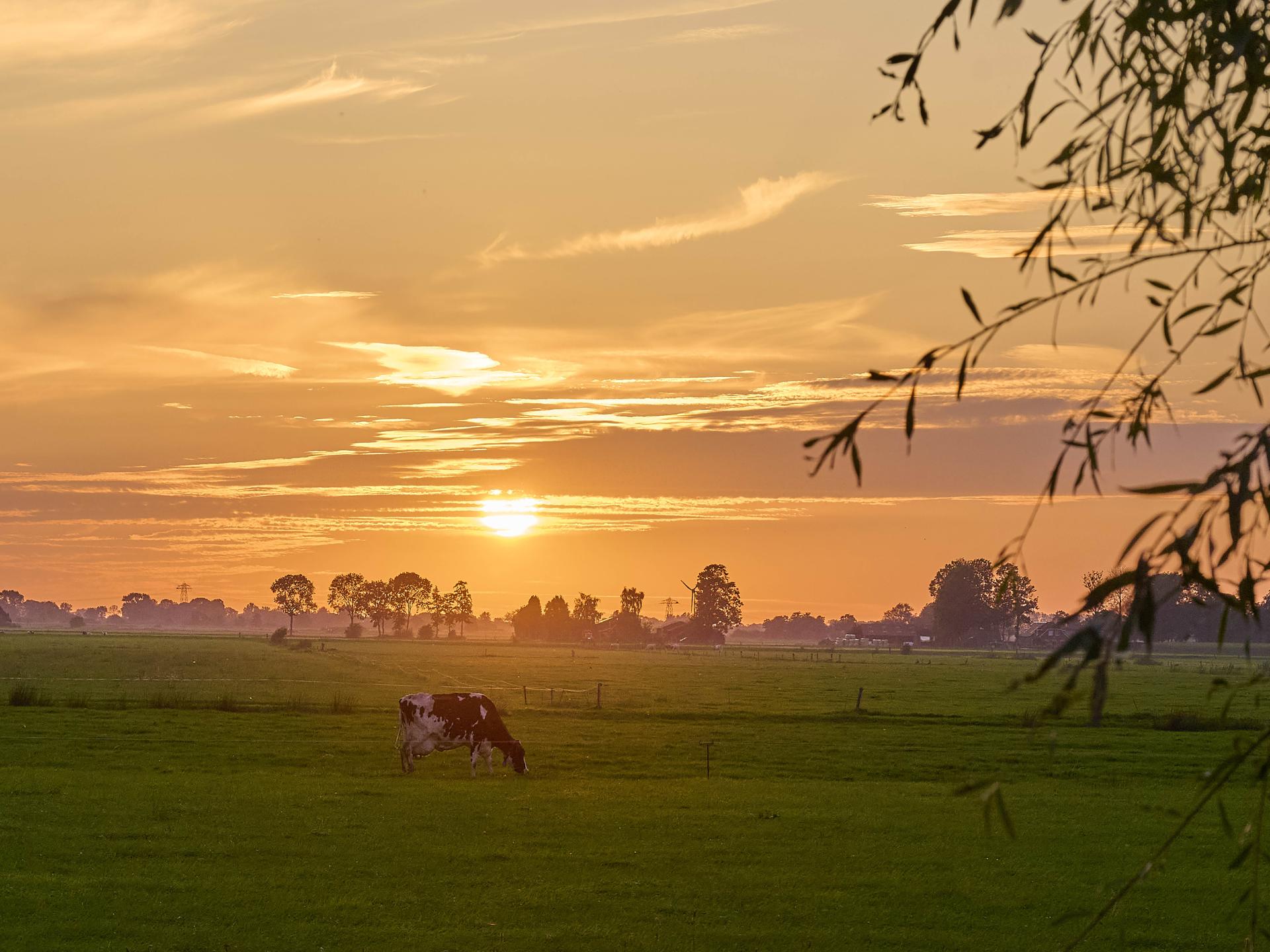 Vrijstaand vakantiehuis op Alpacafarm in Rouveen, Overijssel - foto 43