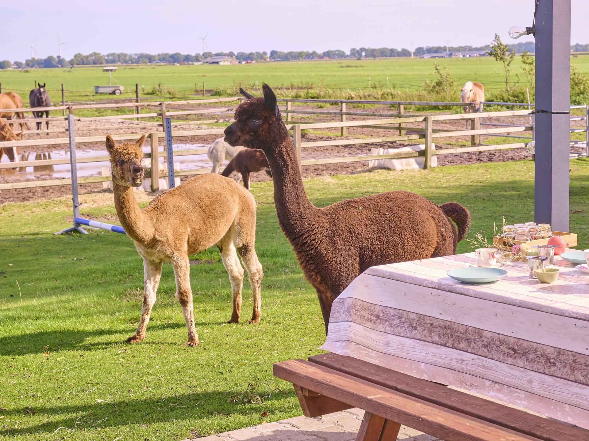Vrijstaand vakantiehuis op Alpacafarm in Rouveen, Overijssel - foto 13