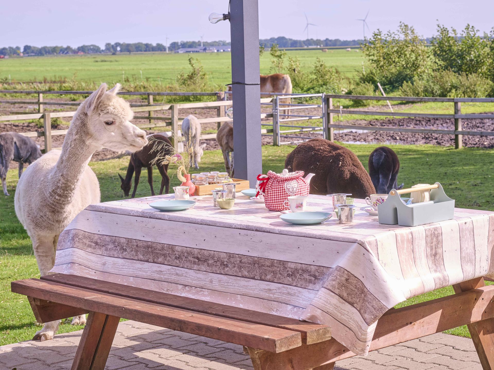 Vrijstaand vakantiehuis op Alpacafarm in Rouveen, Overijssel - foto 37