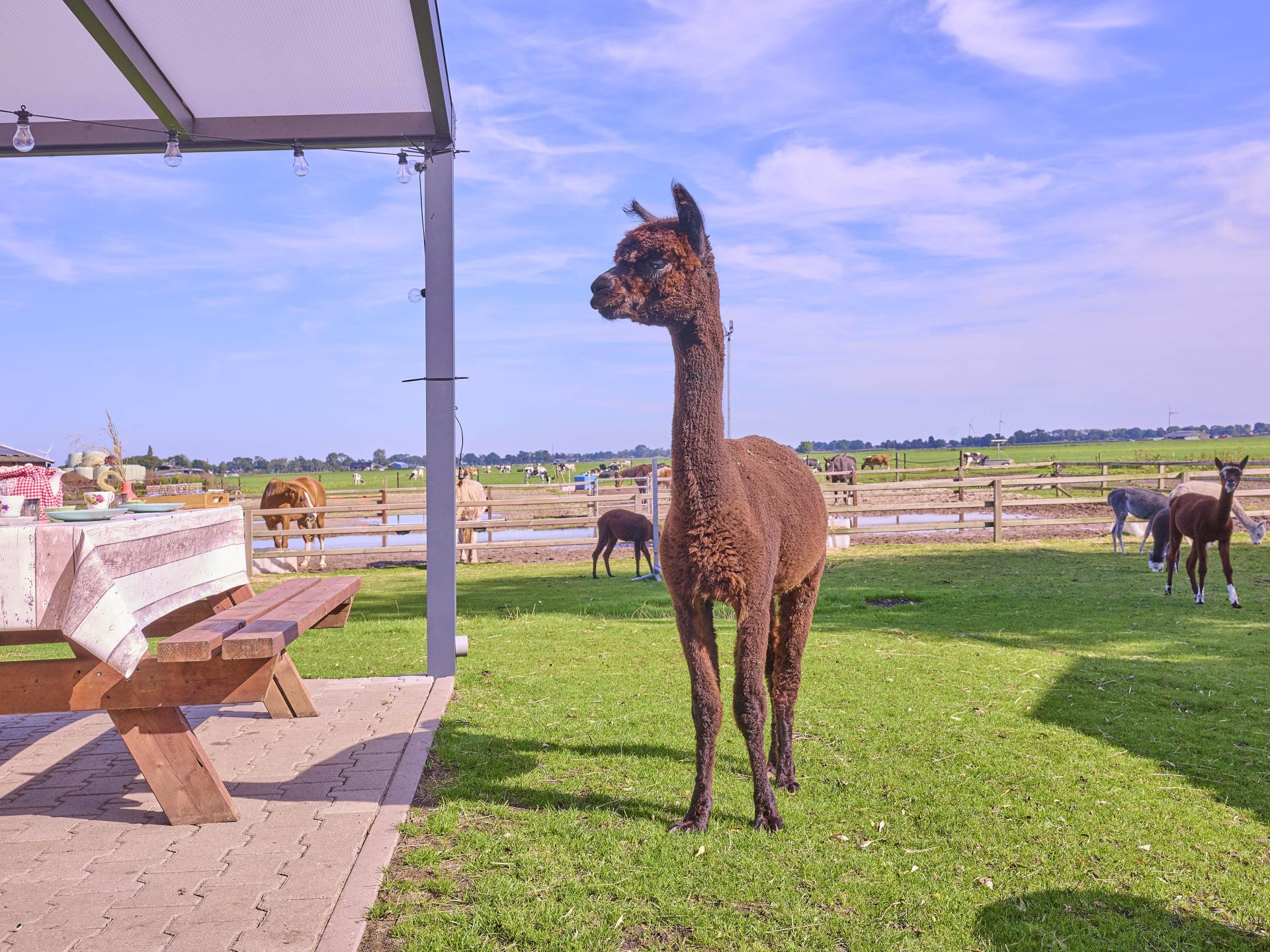 Vrijstaand vakantiehuis op Alpacafarm in Rouveen, Overijssel - foto 2