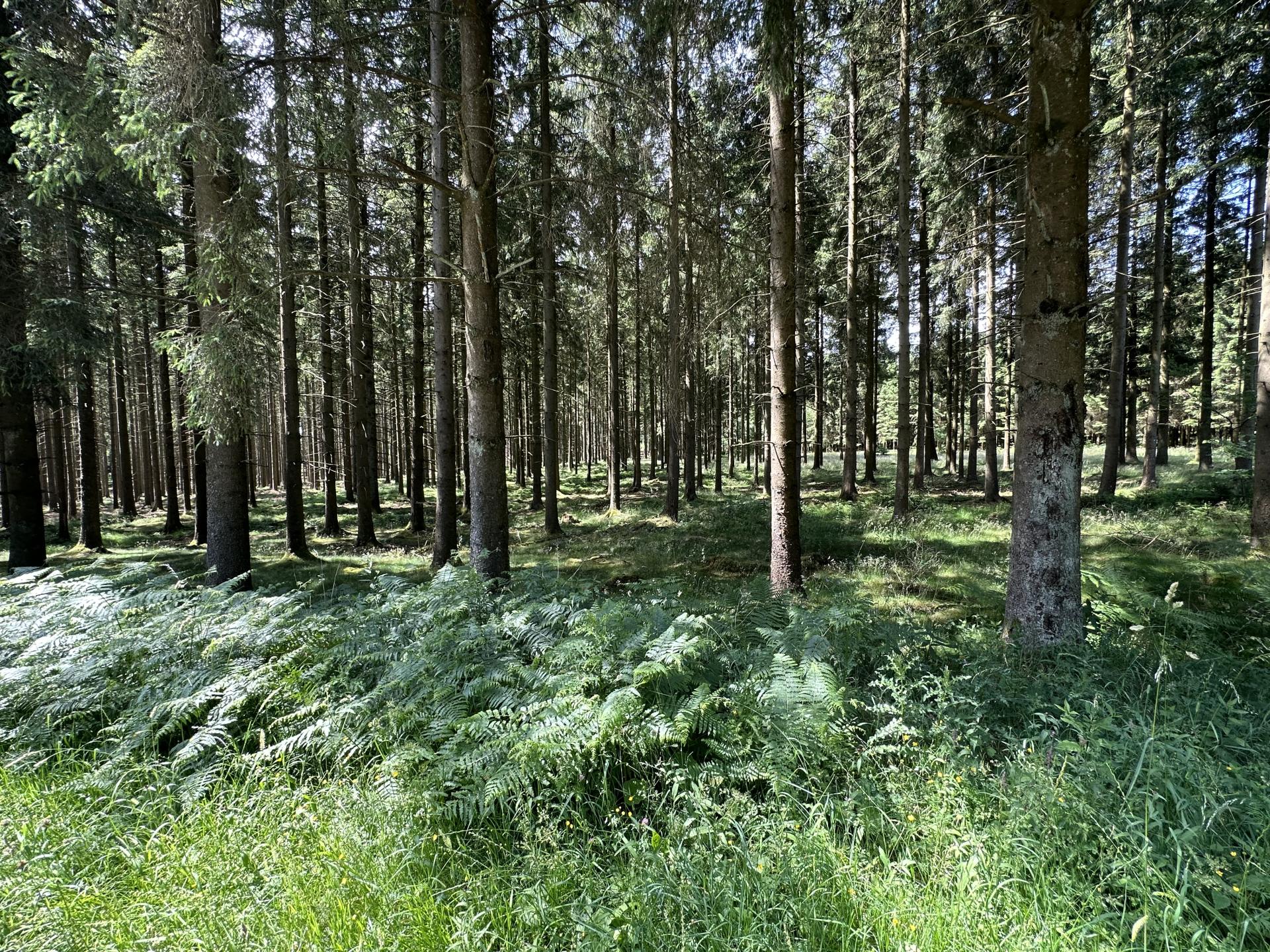 2-persoons vakantiehuis in Manhay met eigen tuin - foto 24
