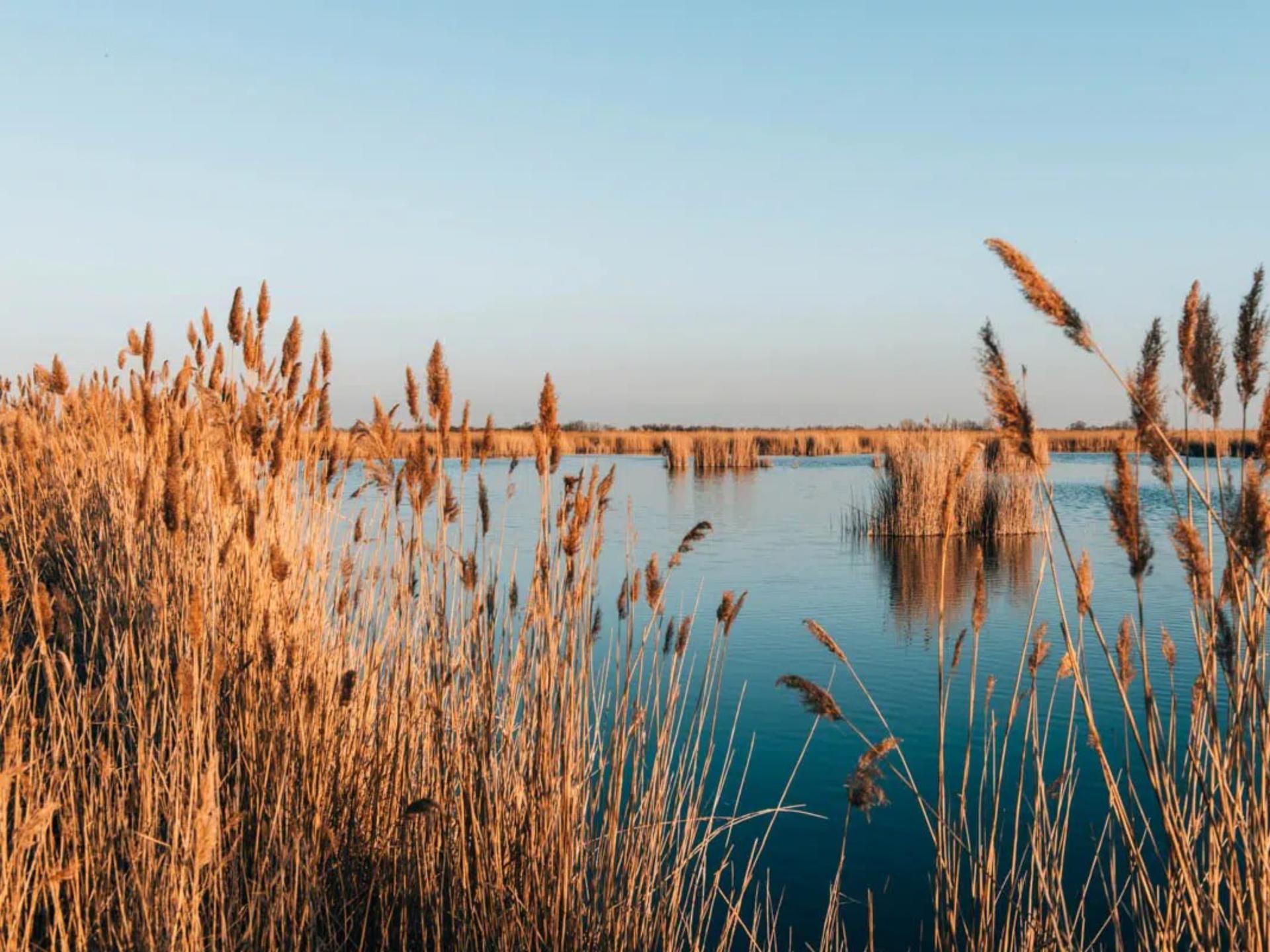 Vakantiehuis met privésauna en weids uitzicht over de Neusiedlersee - foto 6