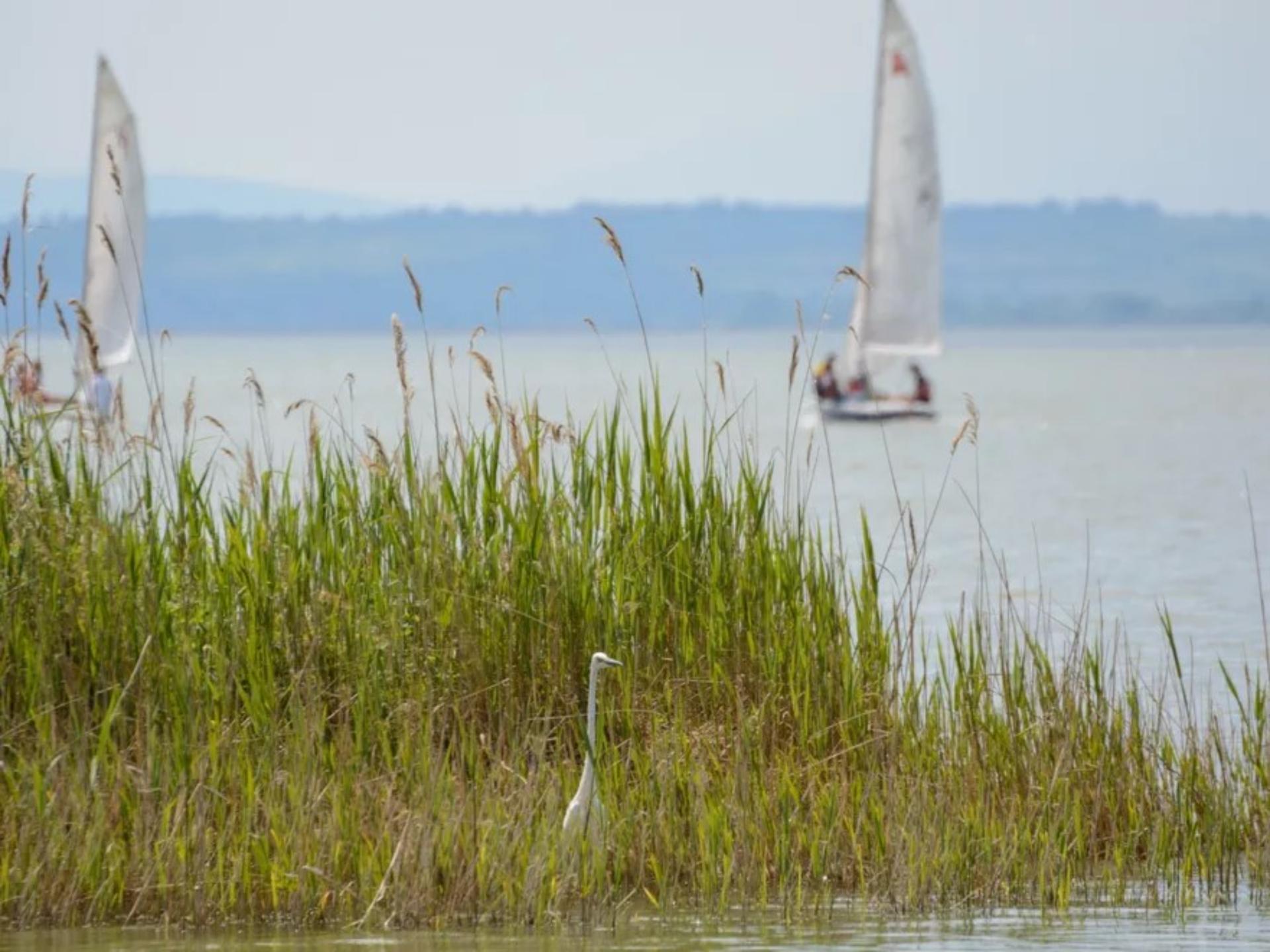 Vakantiehuis met privésauna en weids uitzicht over de Neusiedlersee - foto 19