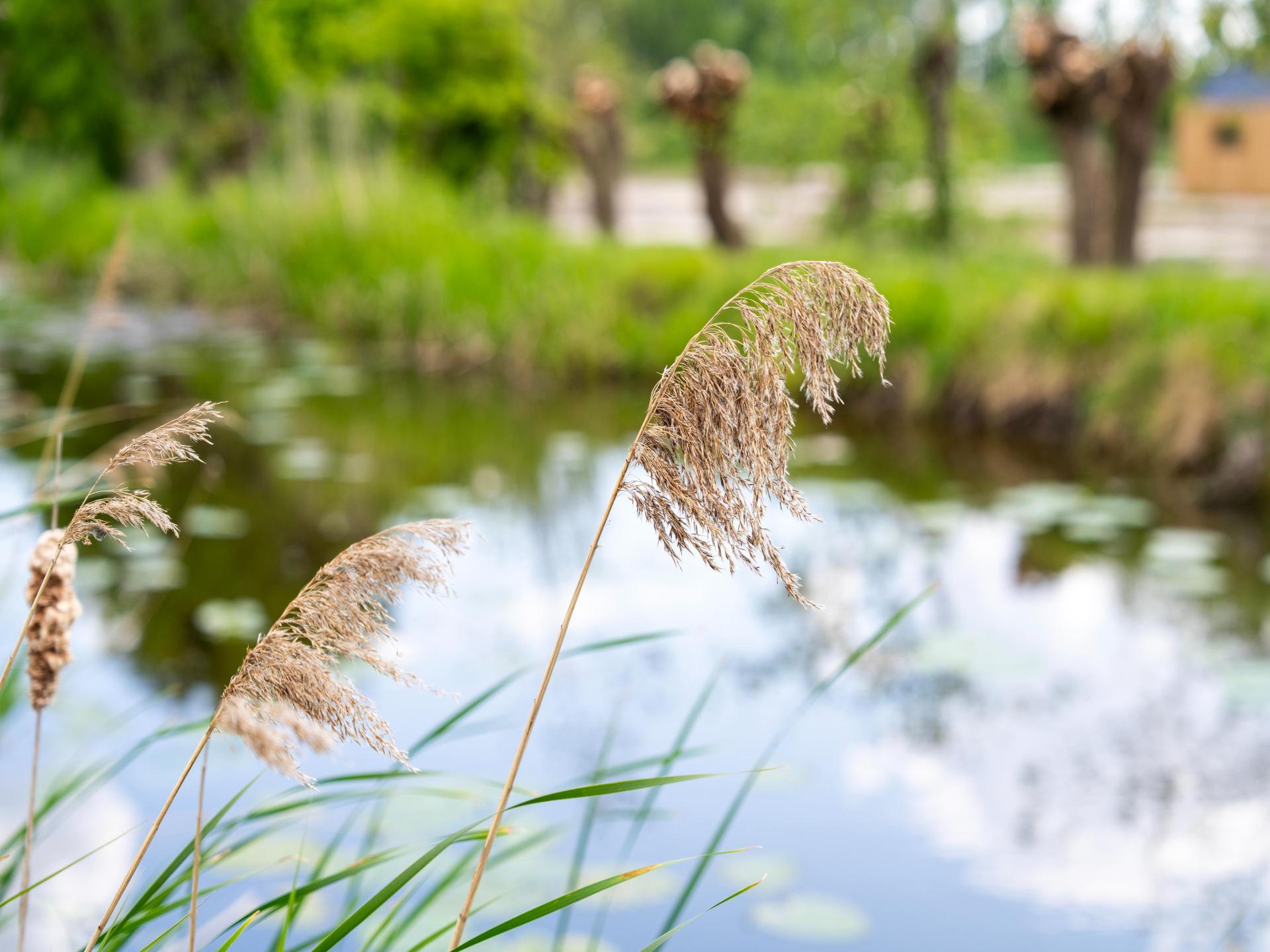 Knus vakantiehuis aan het water in Oud Ade, nabij de Kaagplassen - foto 18