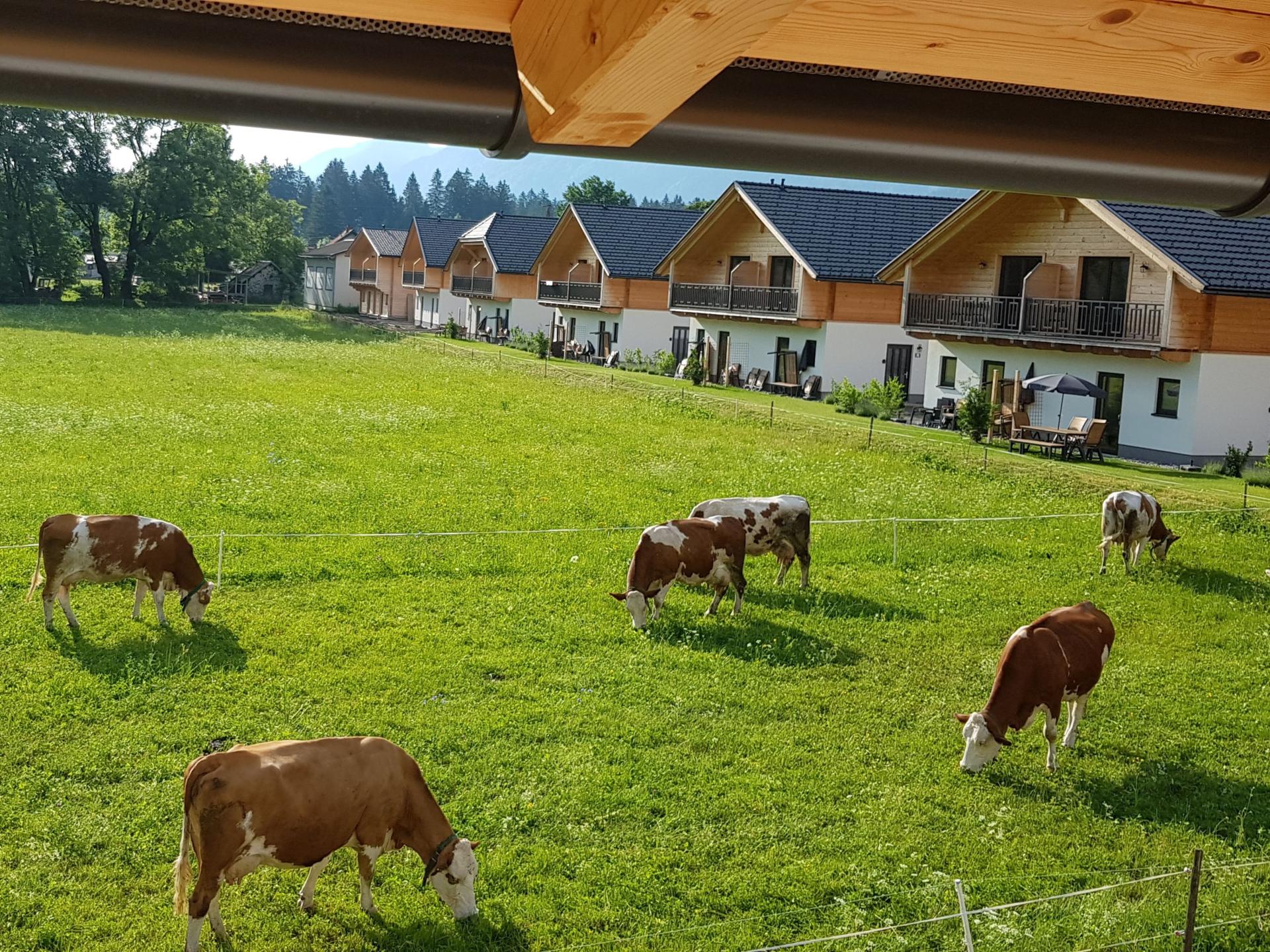 Chalet met Sunshower en panoramisch uitzicht op bergen en de Gail in Rattendorf - foto 14