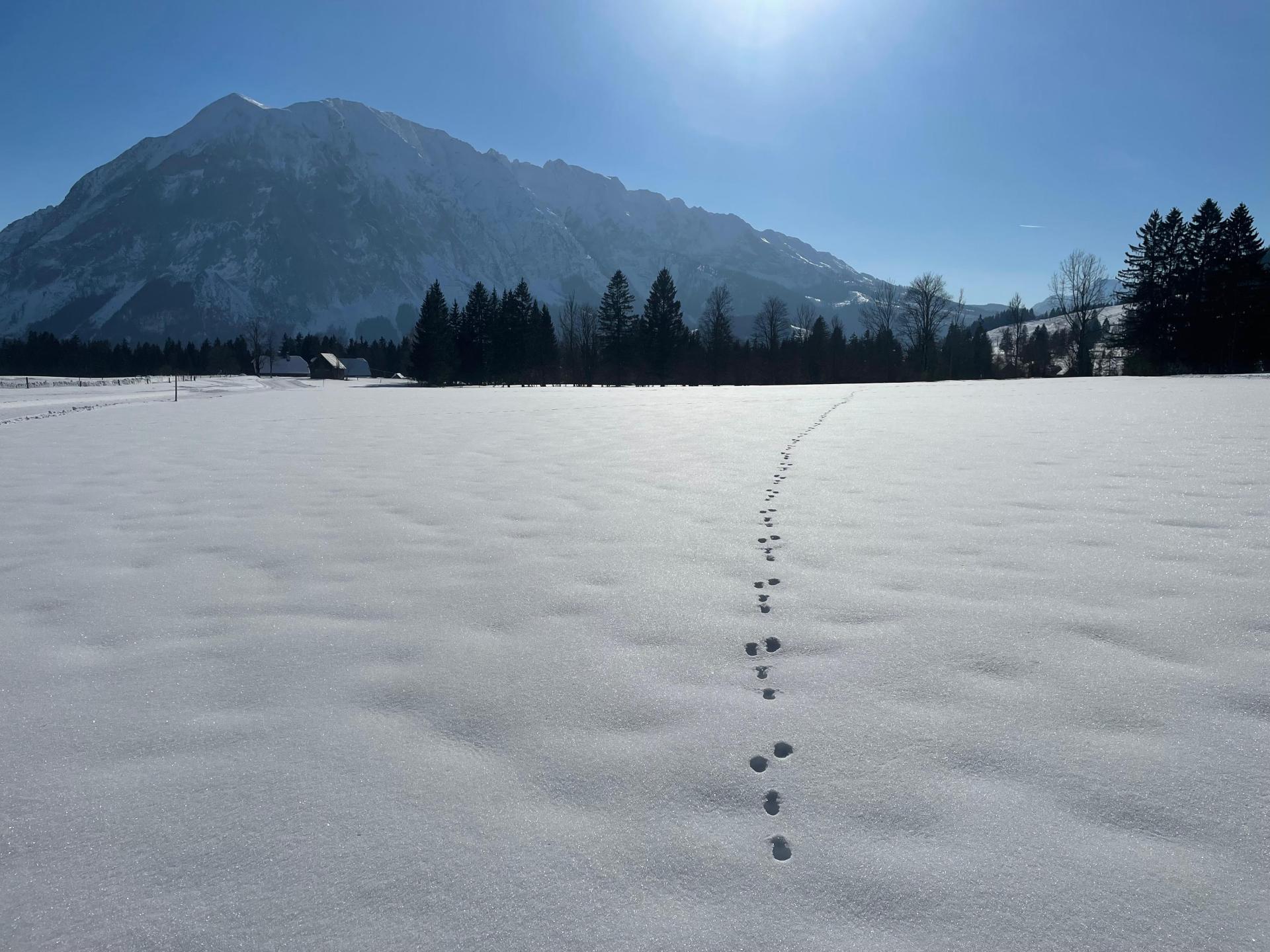 Authentiek landhuis in Tauplitz op 400 meter van de piste - foto 26