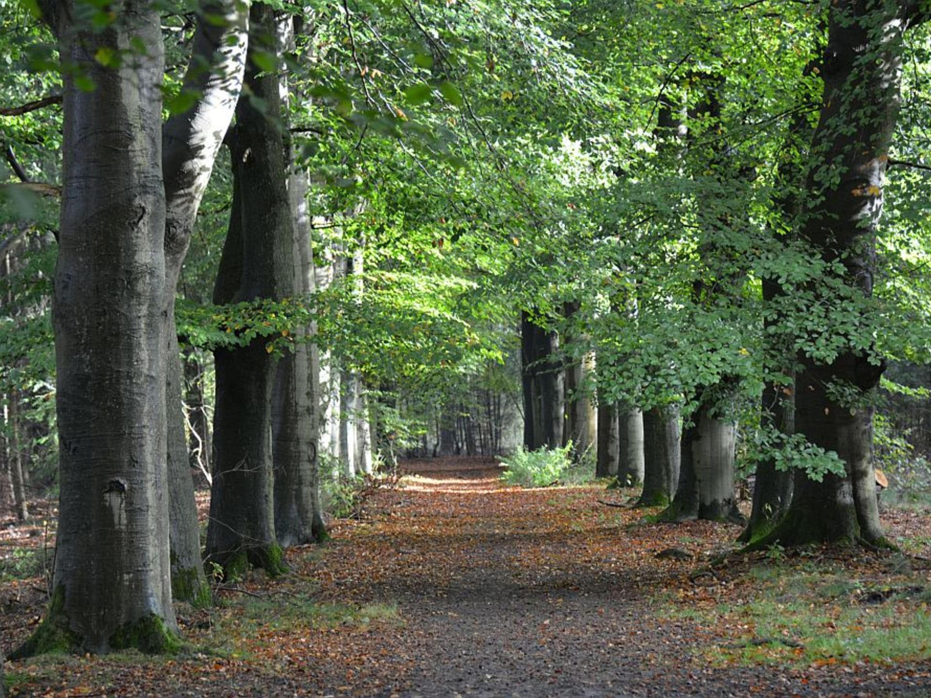 Modern vakantiehuis in bosrijk Soesterberg, ideaal voor natuurliefhebbers - foto 31