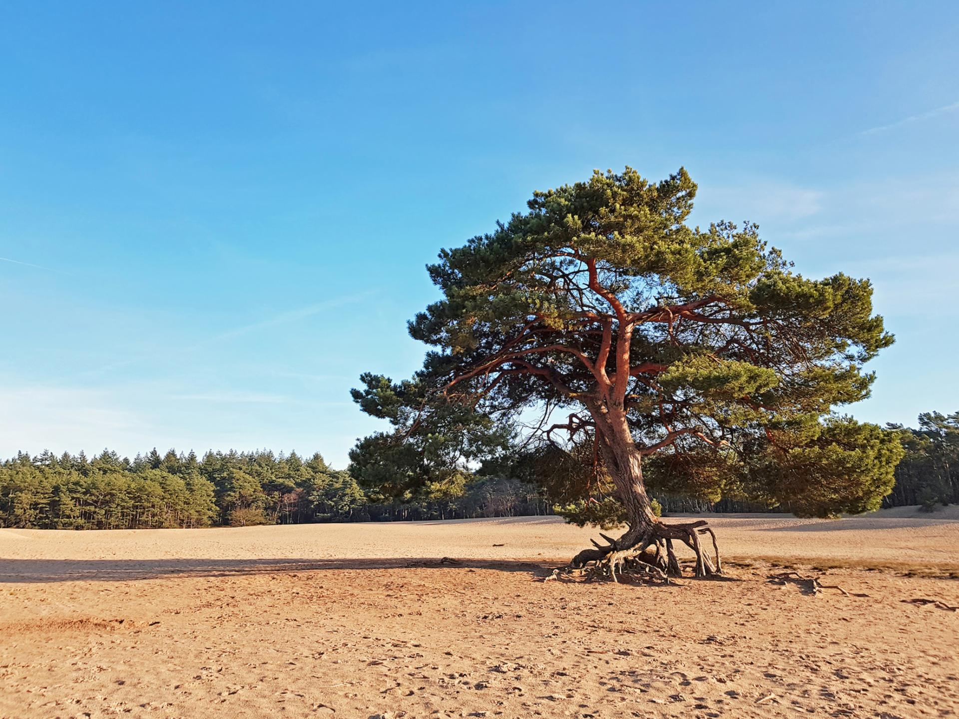 Modern vakantiehuis in bosrijk Soesterberg, ideaal voor natuurliefhebbers - foto 34