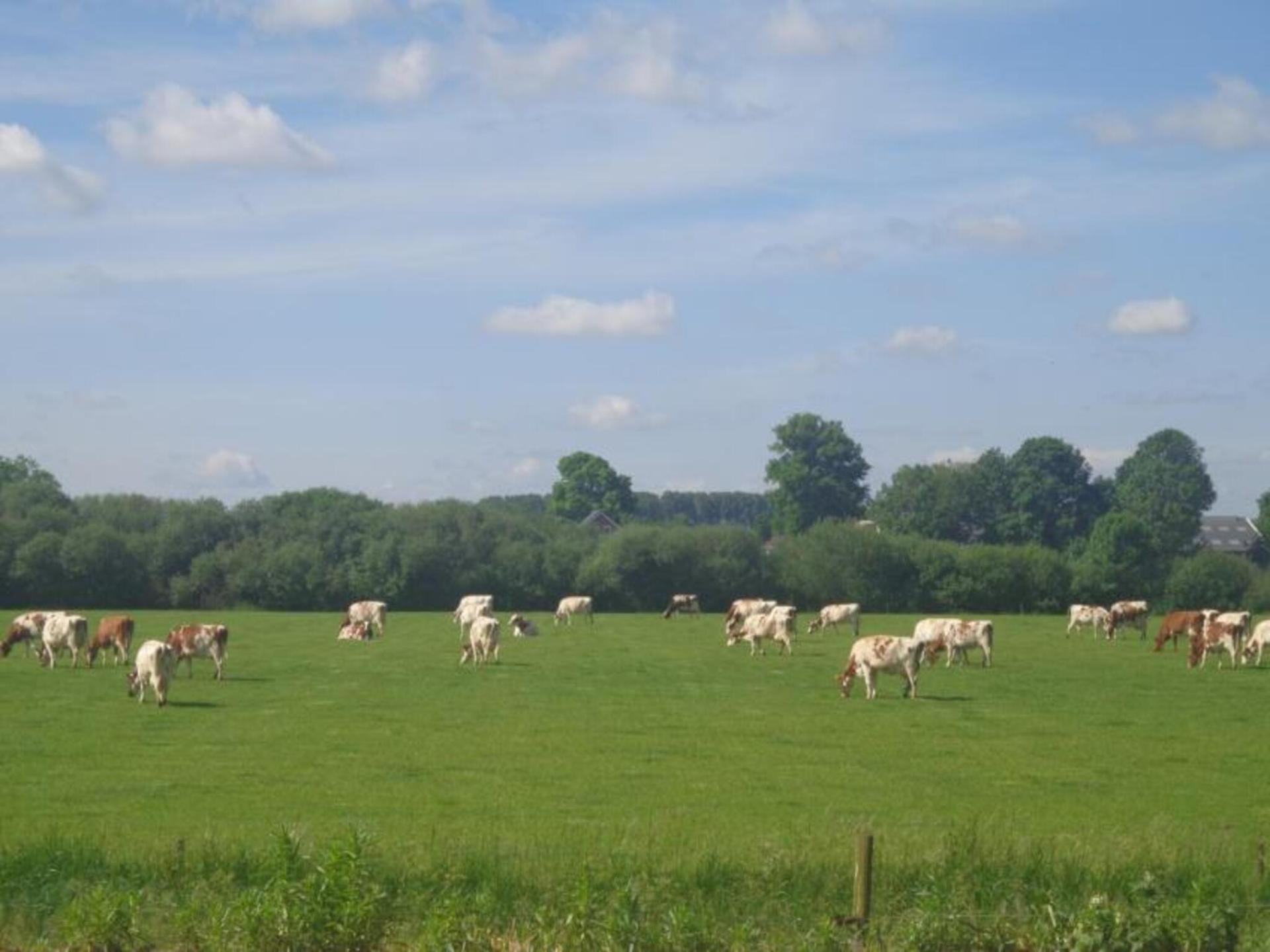 Romantisch vakantiehuis met omheinde tuin in het Gelderse platteland bij Spijk - foto 12