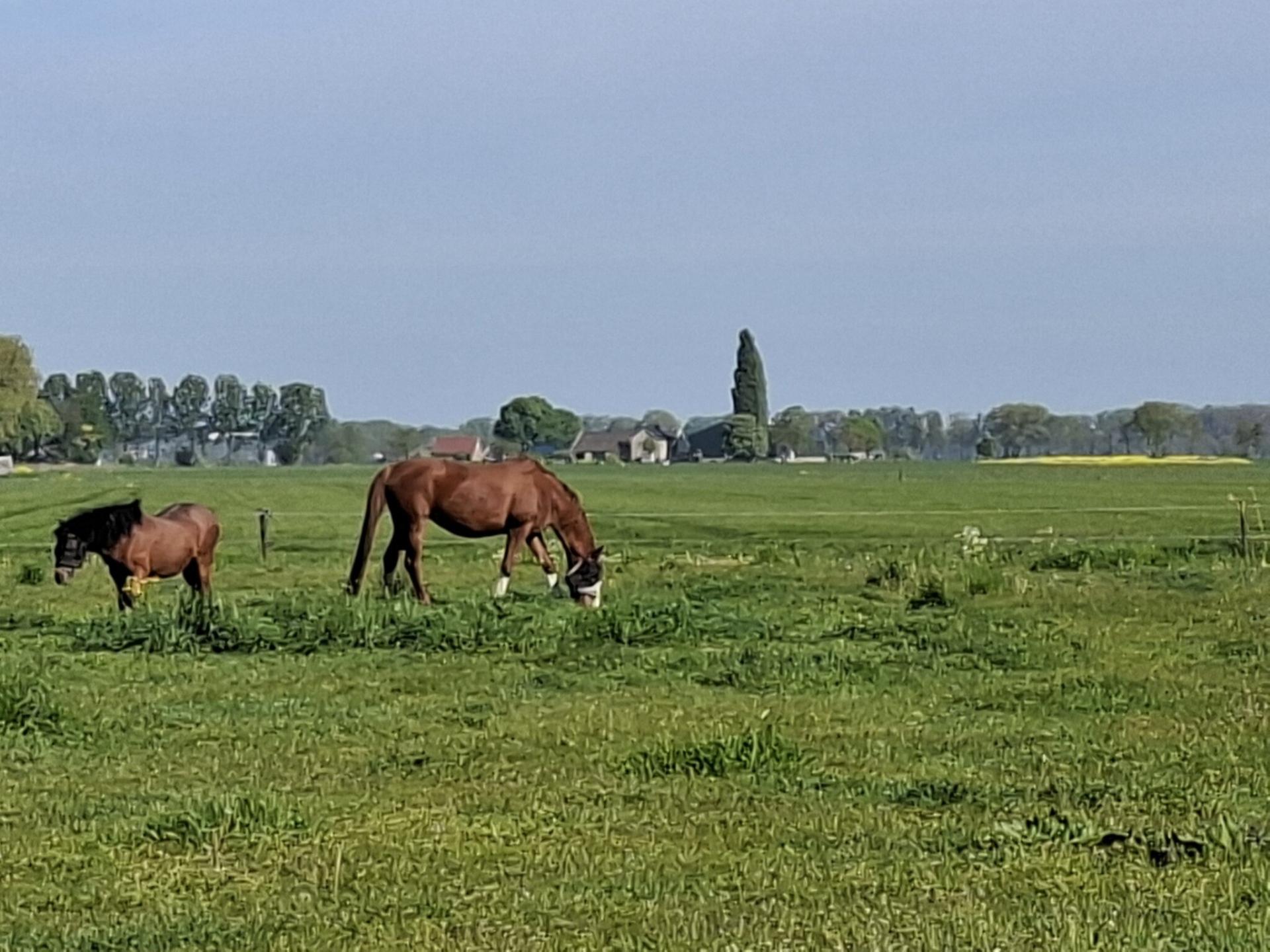 Ruim vakantiehuis voor 10 personen bij kaasboerderij in Genderen - foto 31
